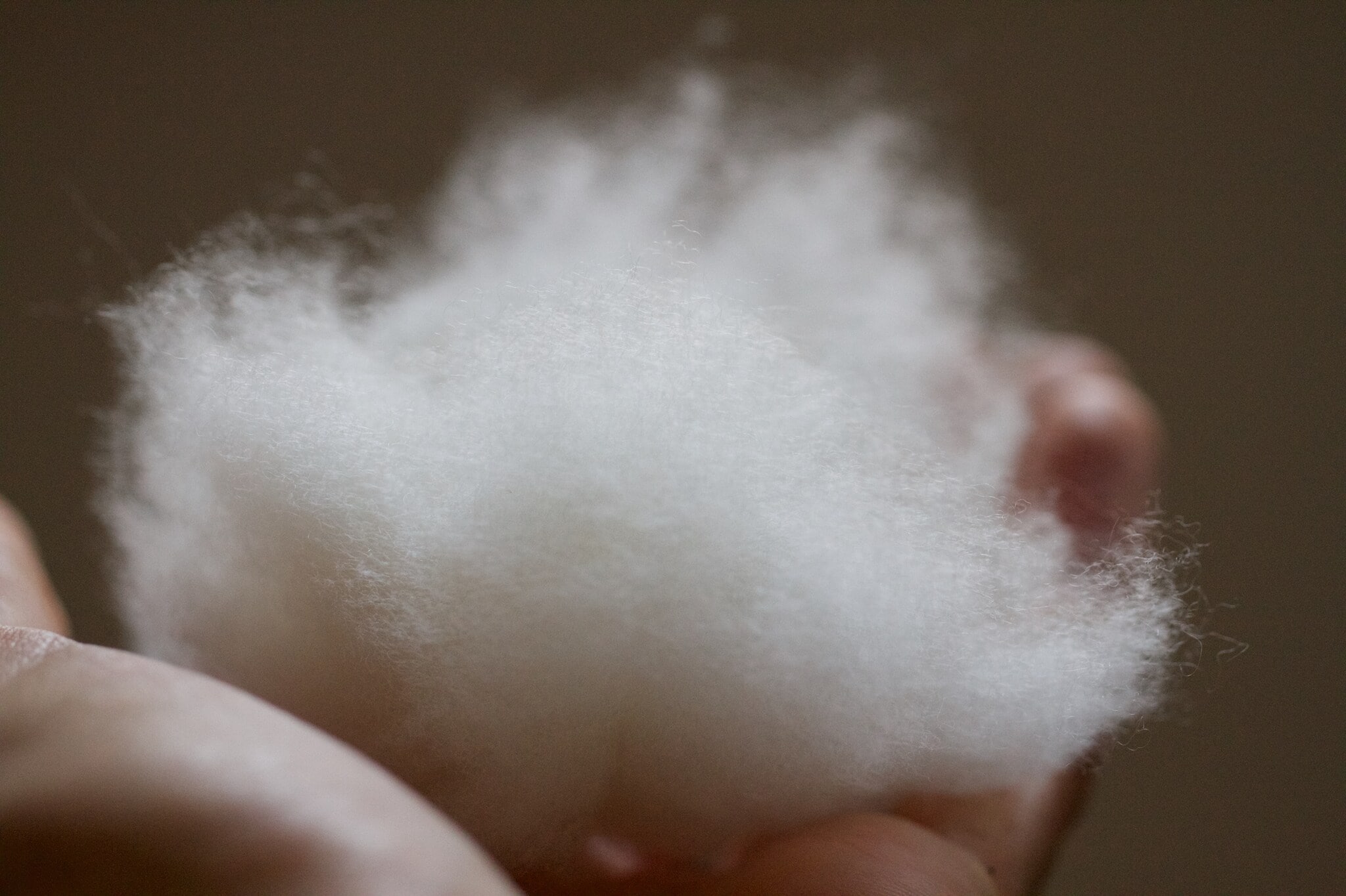 Ein Büschel weißer Kaschmirwolle liegt in einer Hand. Ein Büschel weißer Kaschmirwolle liegt in einer Hand.