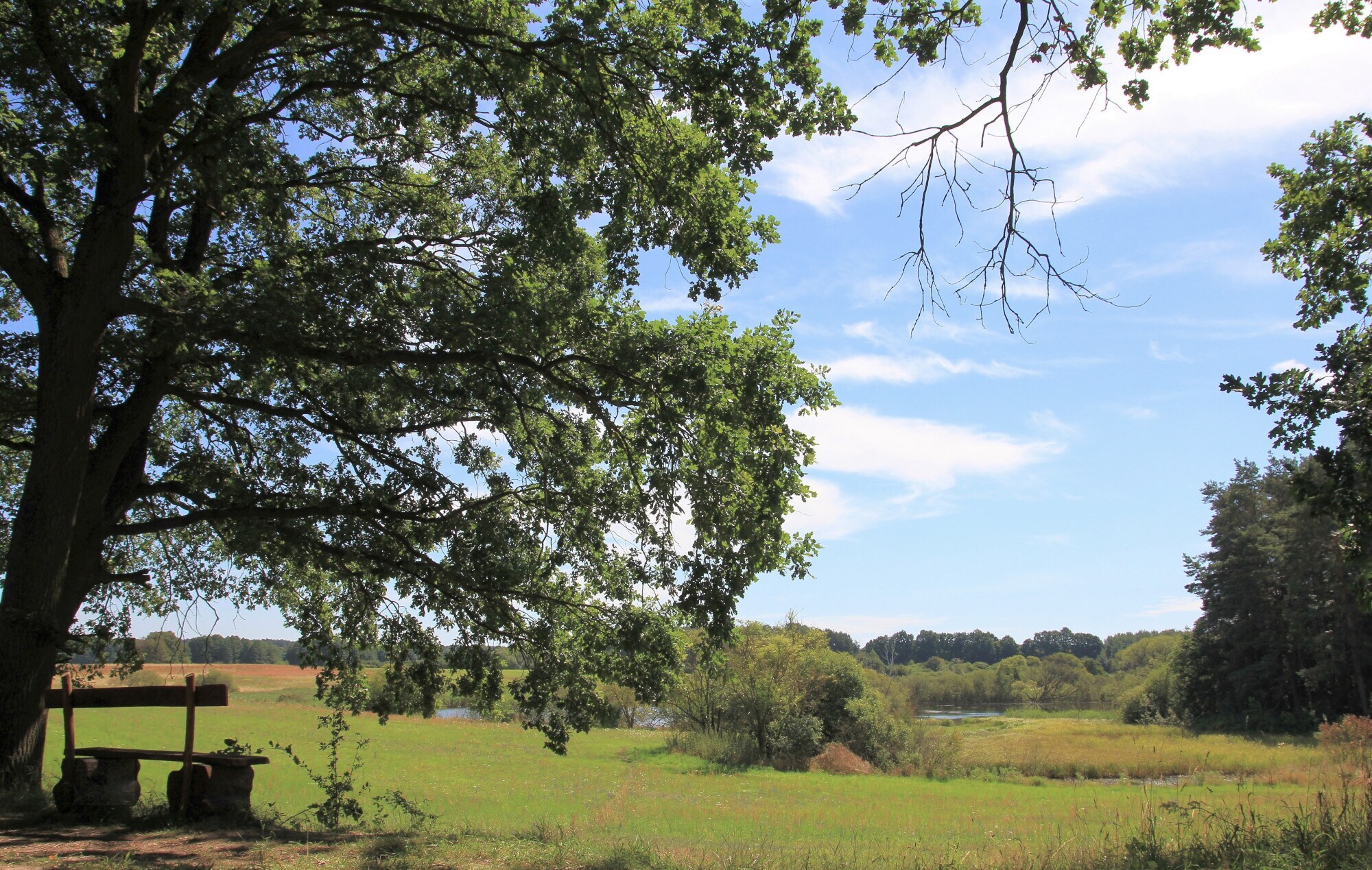 Eine Bank unter einem Baum, dahinter Wiese und Wald