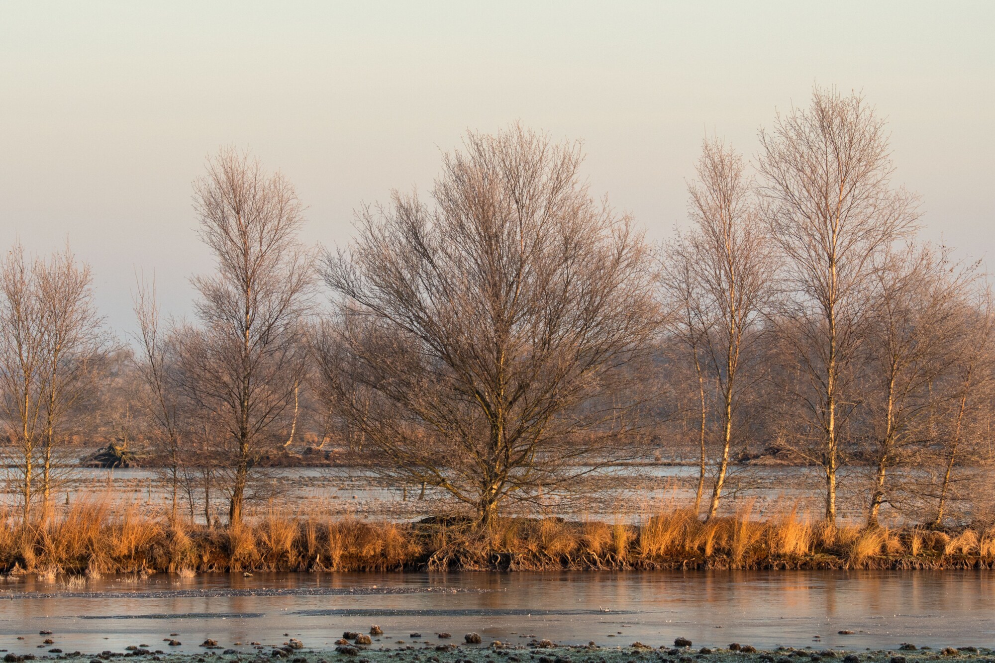 Blätterlose Bäume in einem Hochmoor