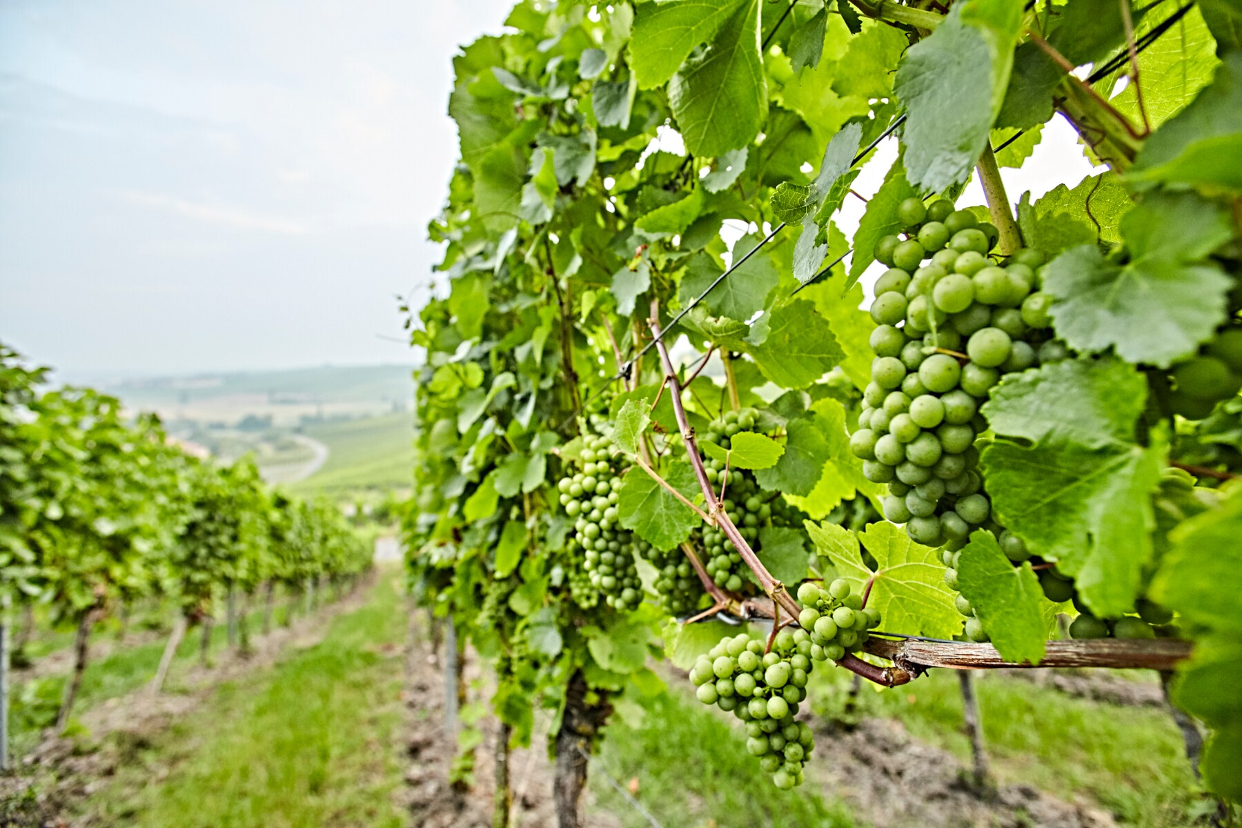 Weinberge im Naturpark Frankenhöhe