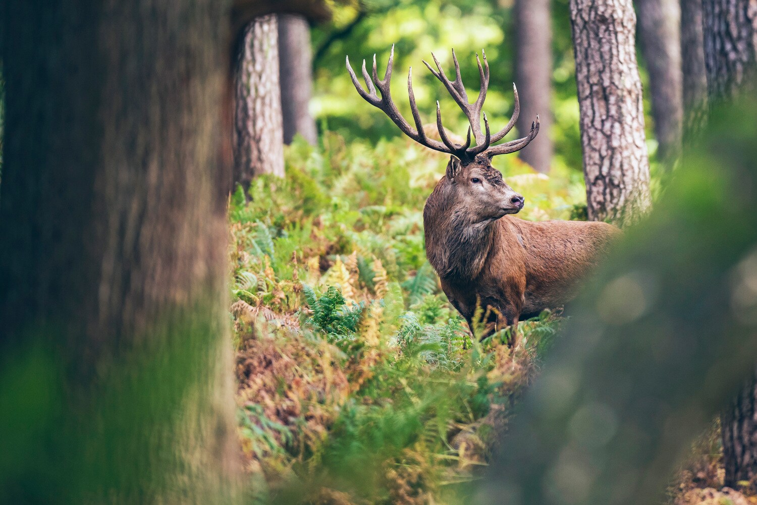 Hirsch im Wald Hirsch im Wald