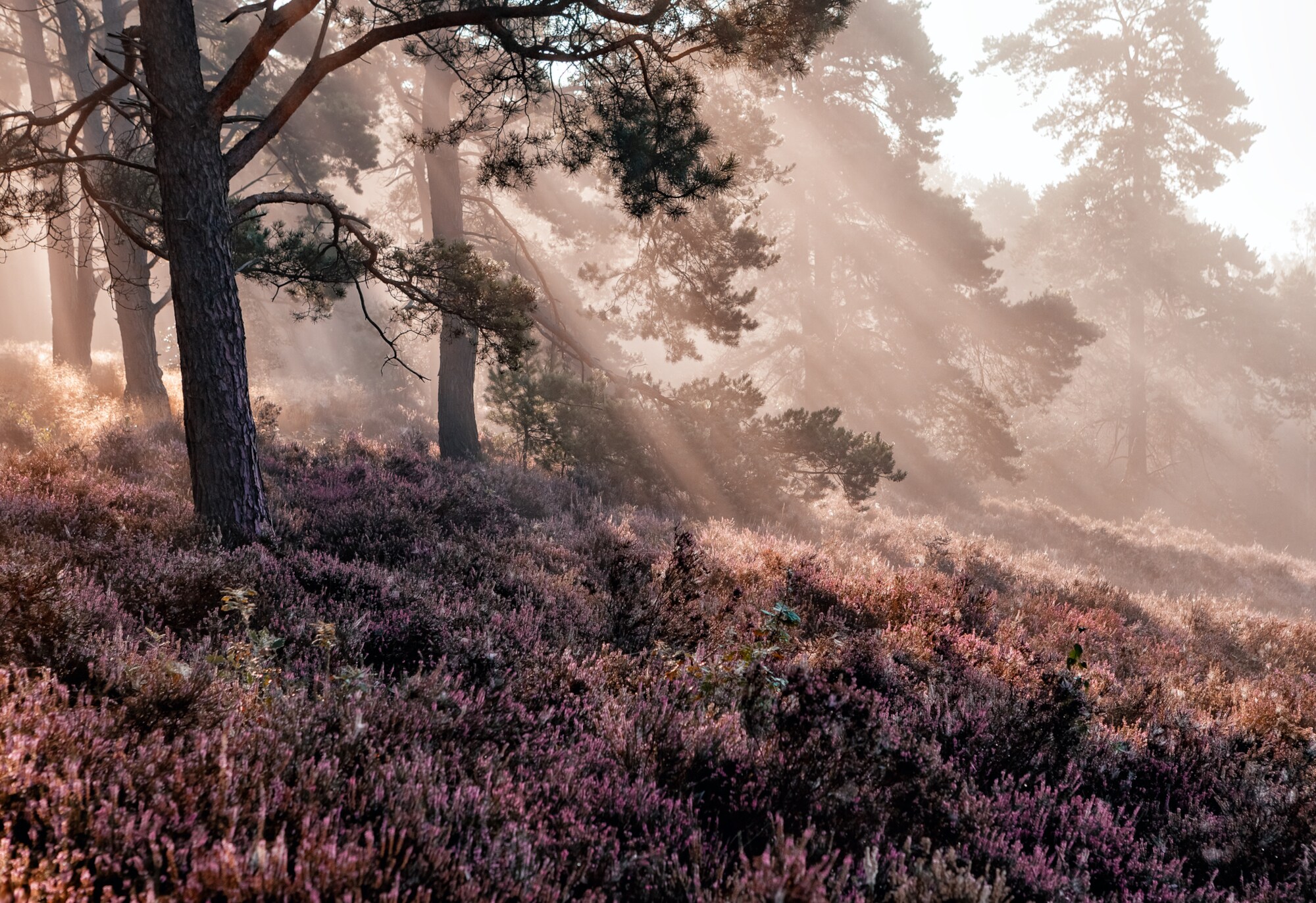 Eine Heidefläche im Morgennebel