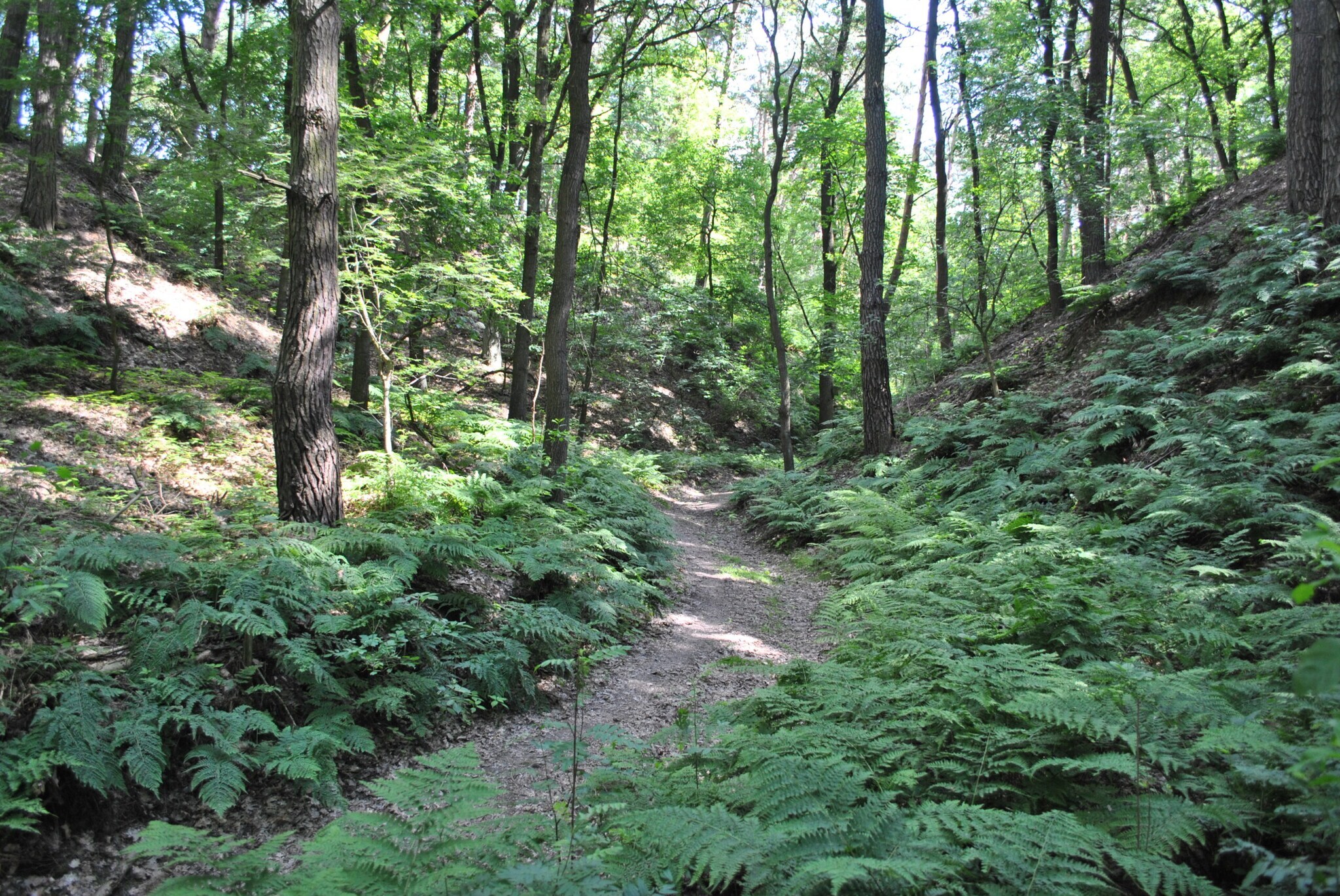 Schmaler Weg durch einen Wald Schmaler Weg durch einen Wald