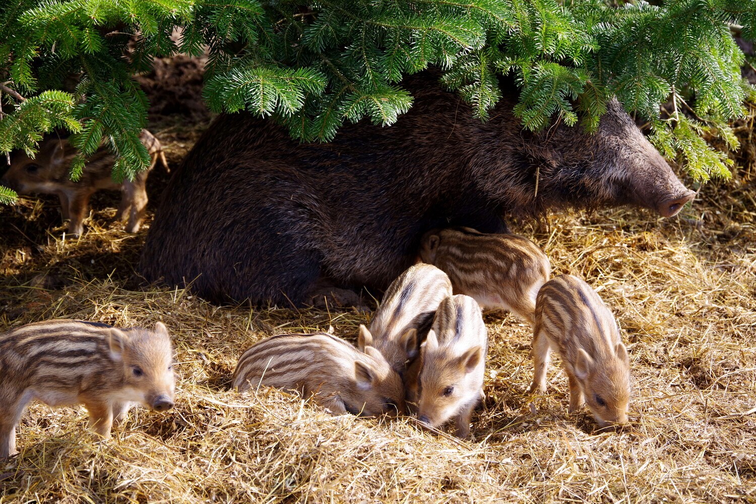 Ein Wildschwein mit Frischlingen auf Stroh unter einem Tannenbaum