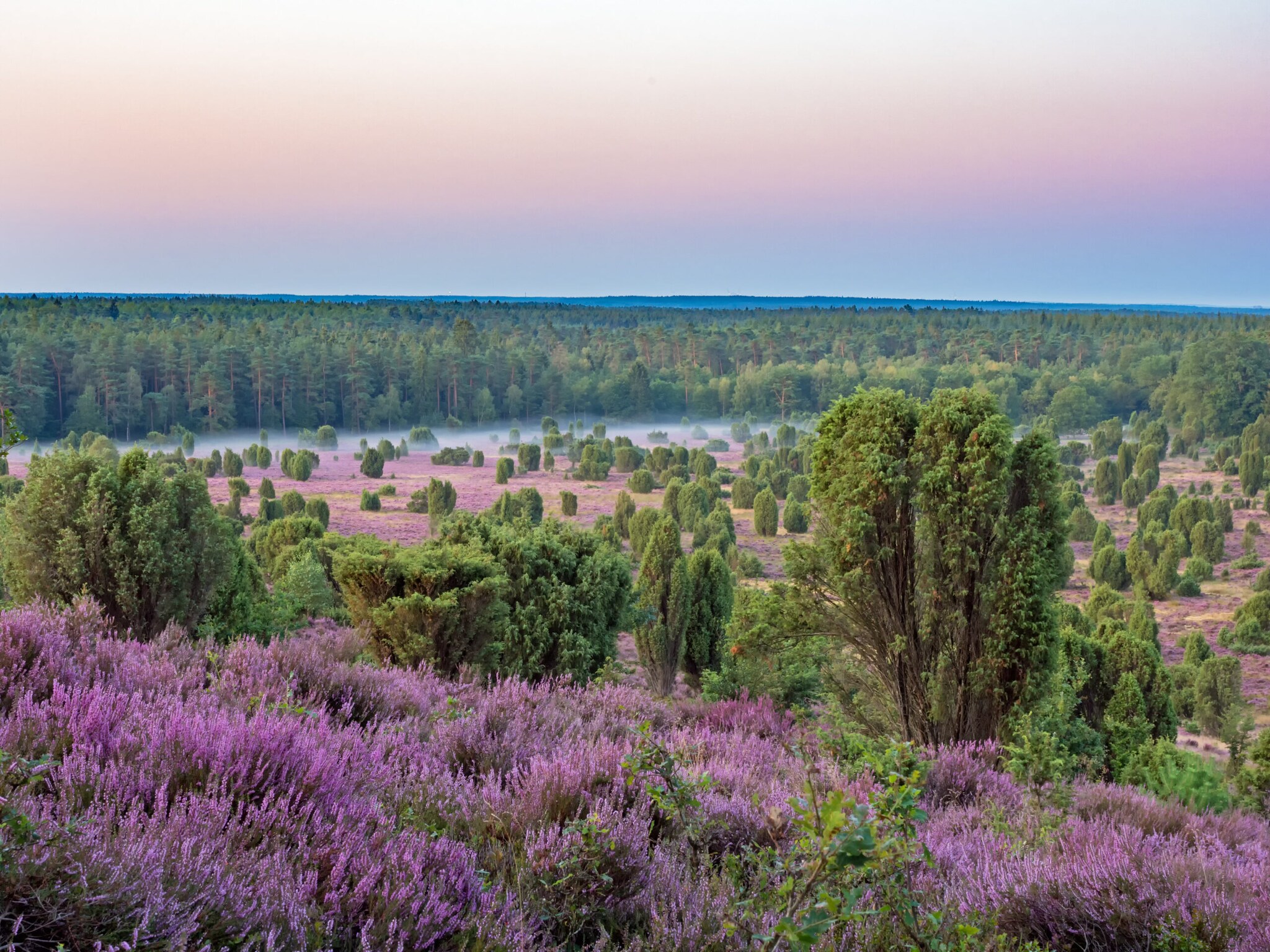 Blick von oben auf eine blühende Heidelandschaft, im Hintergrund Wald