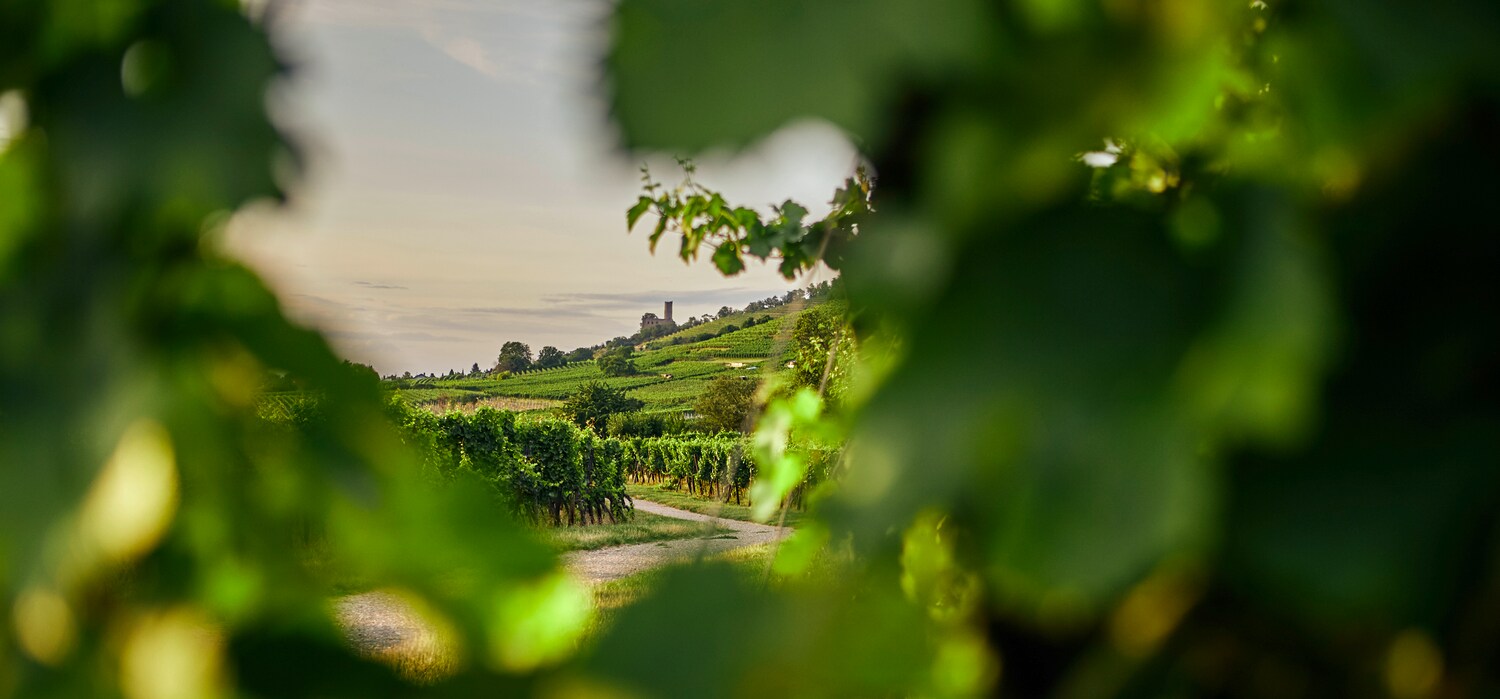Weinberge bei Heidelberg.