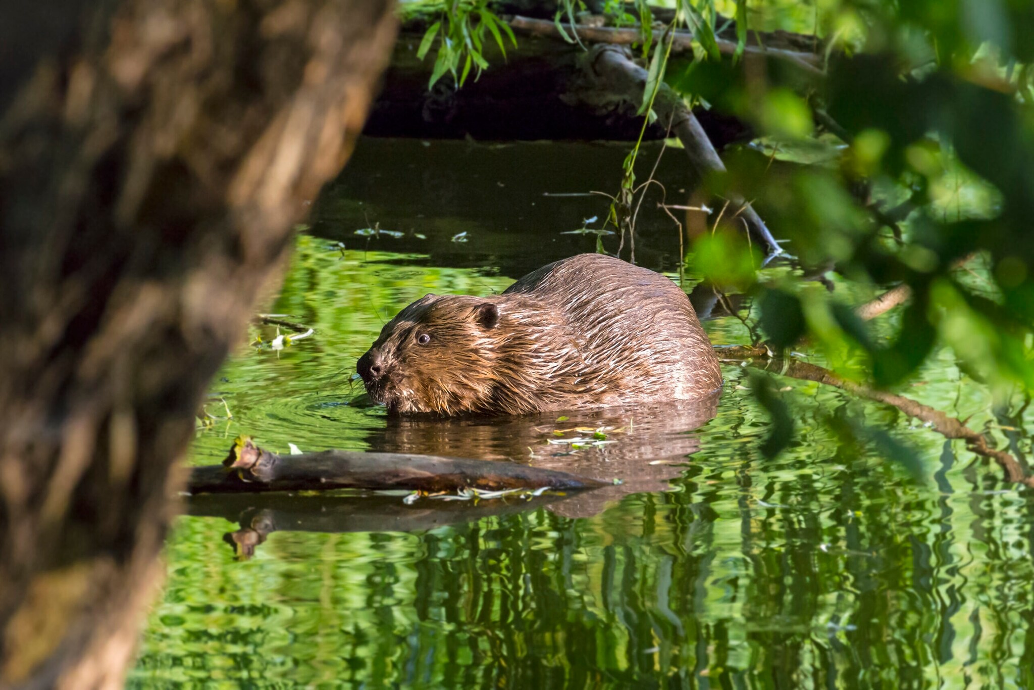 Ein Biber in der Nuthe.