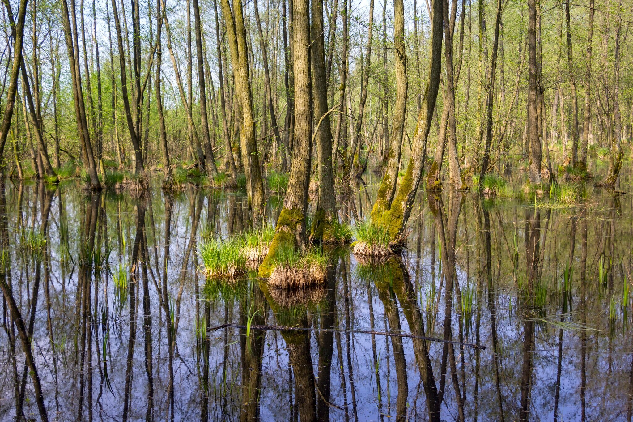 Sumpflandschaft im Naturpark Nuthe-Nieplitz. Sumpflandschaft im Naturpark Nuthe-Nieplitz.