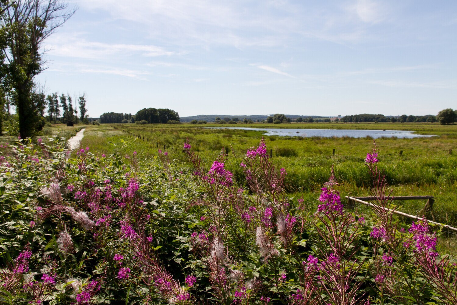 Eine große Wiese mit Blumen, Bäumen und einem kleinen See