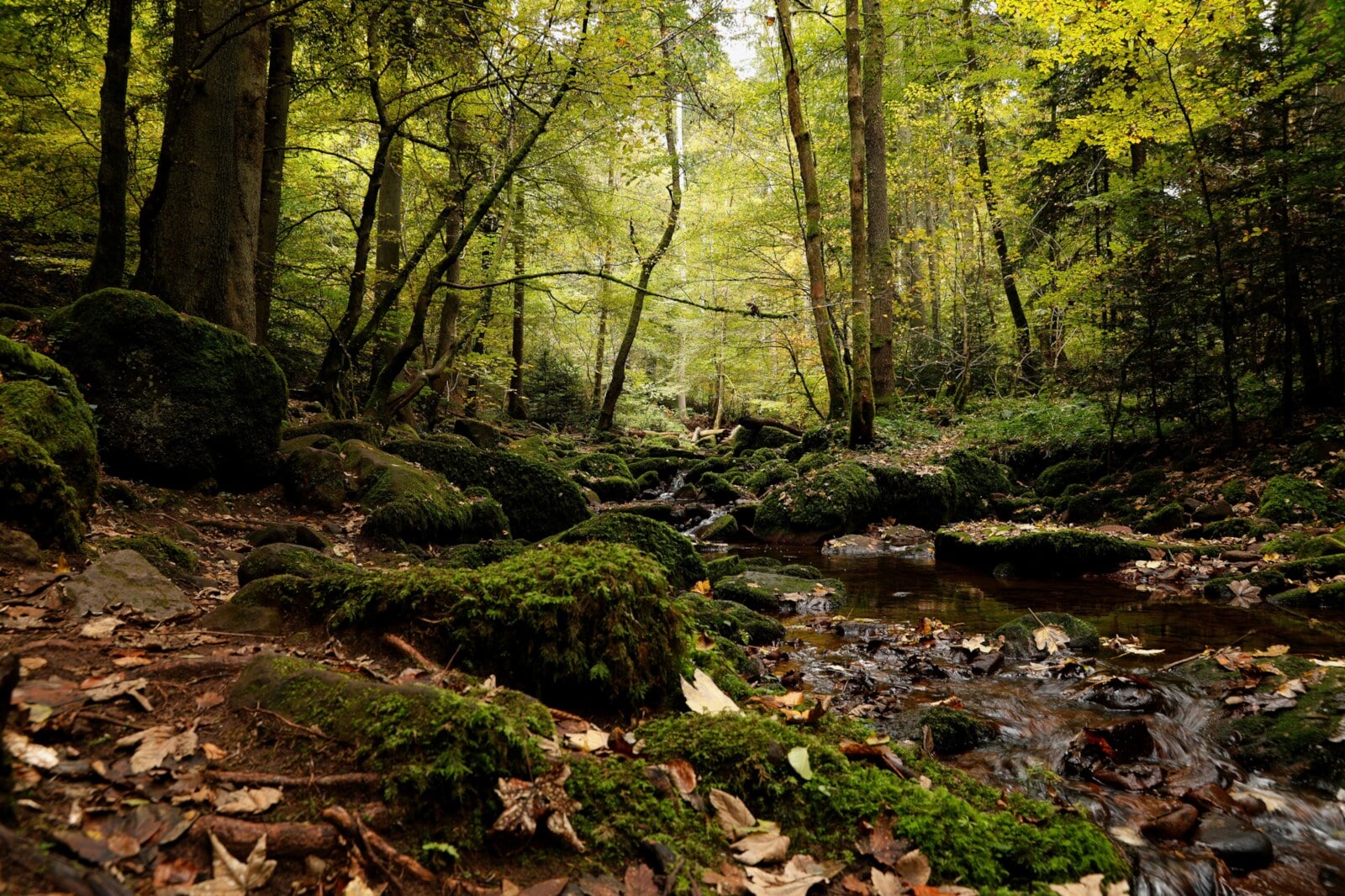 Ein kleiner Bach in einem Wald zwischen Bäumen und moosbewachsenen Steinen Ein kleiner Bach in einem Wald zwischen Bäumen und moosbewachsenen Steinen