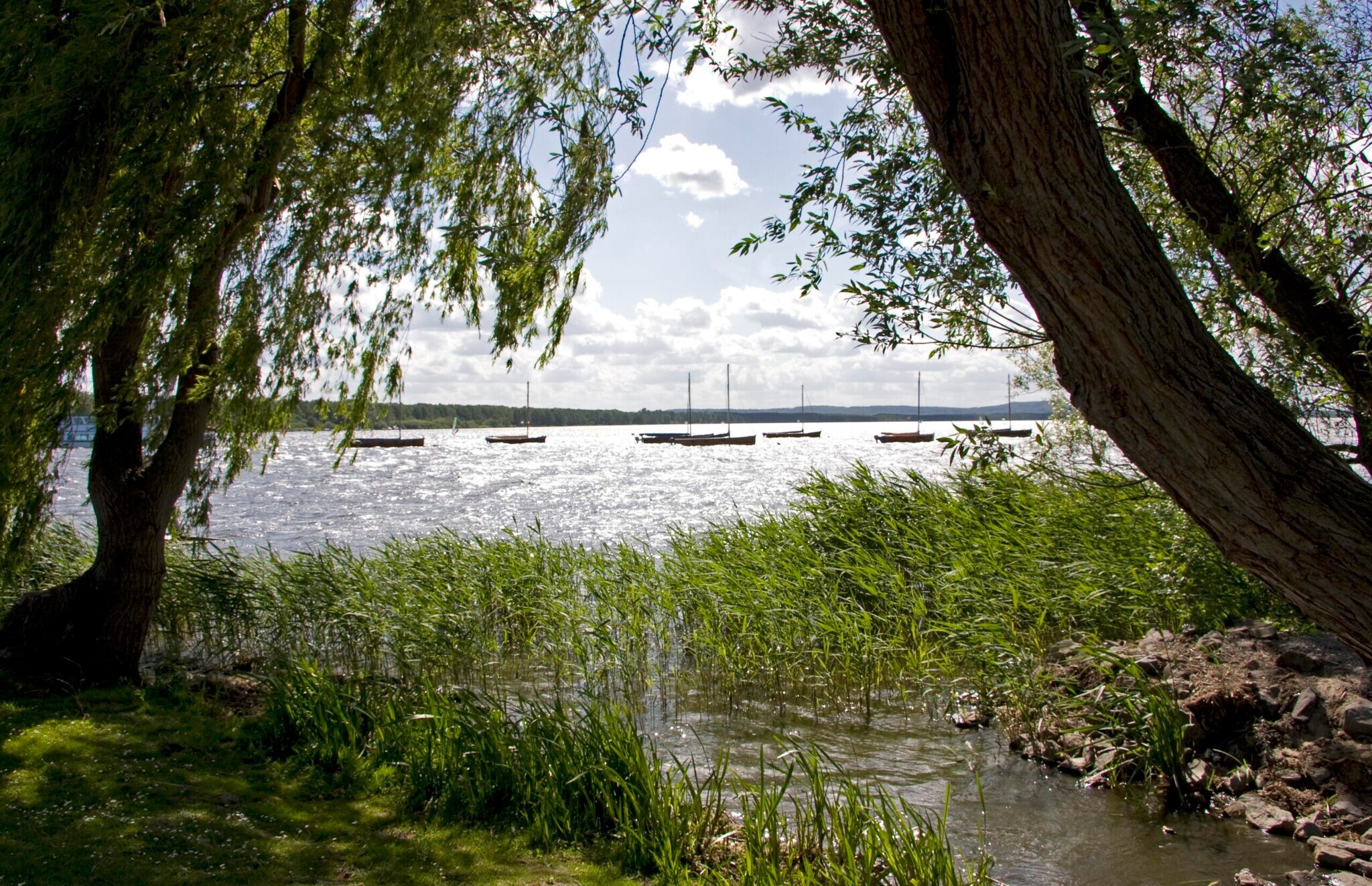 Blick auf einen See mit Booten, im Vordergrund Bäume und Pflanzen