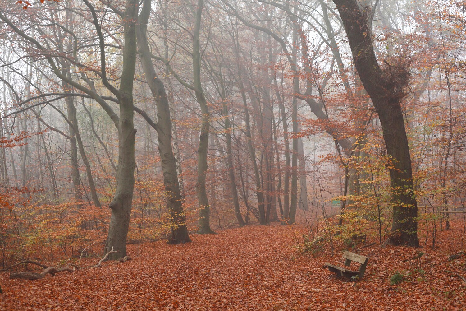Waldweg nähe Syke.