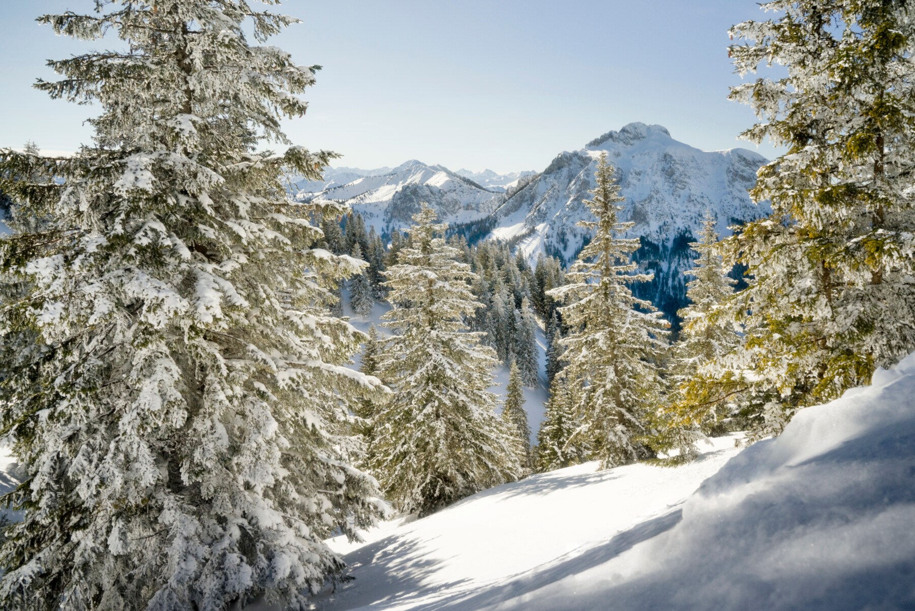 Blick auf schneebedeckte Bäume