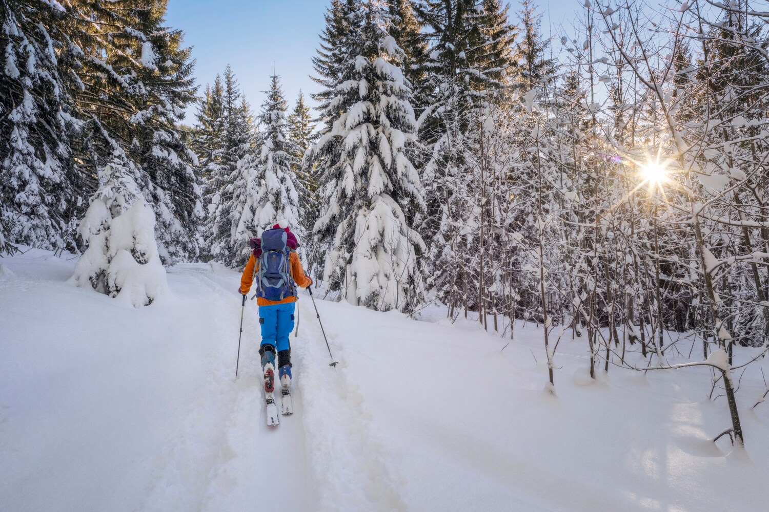 Rückansicht eines Langläufers in einem verschneiten und sonnigen Wald