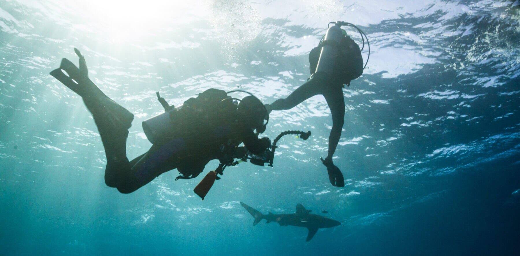 Zwei Taucher fotografieren einen Hai am Elphinstone Riff in Ägypten Zwei Taucher fotografieren einen Hai am Elphinstone Riff in Ägypten