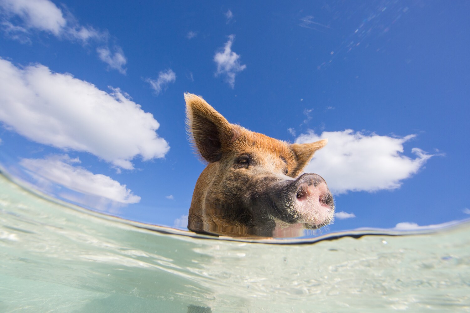 Ein schwimmendes Schwein im Meer.