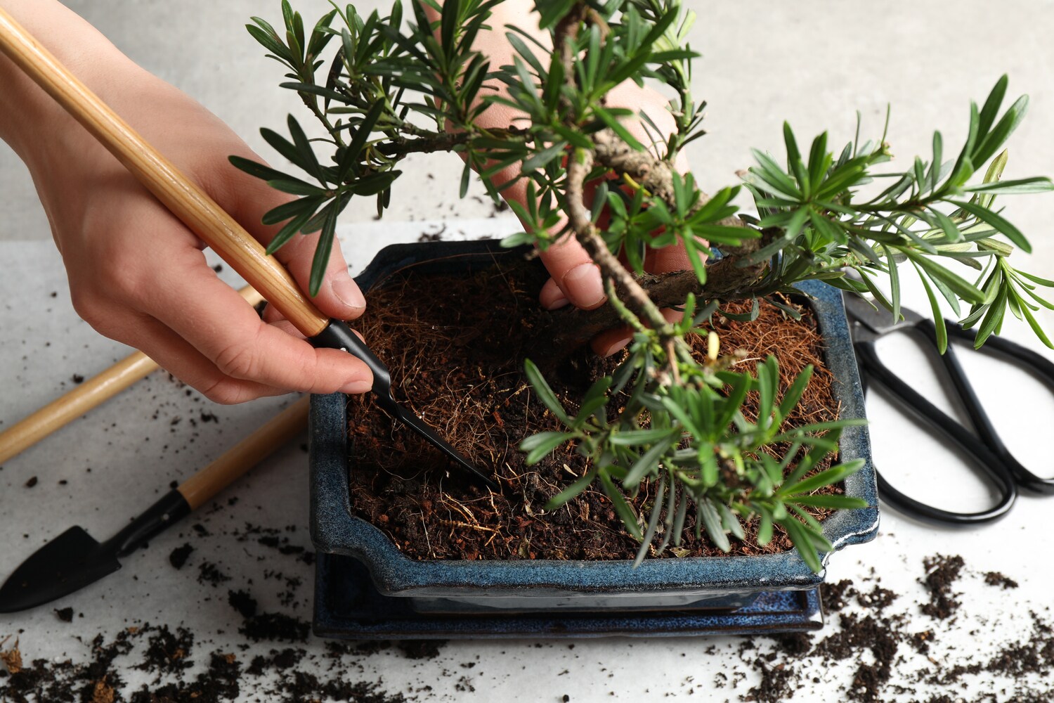Ein Bonsai wird umgetopft. Ein Bonsai wird umgetopft.