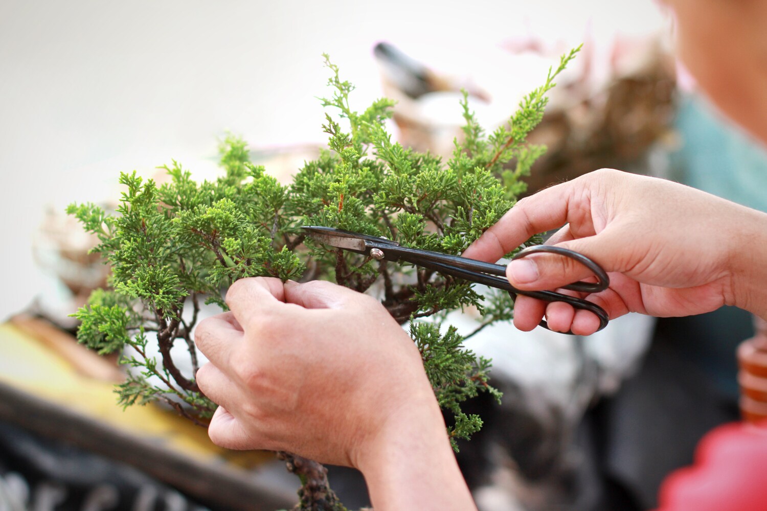 Ein Bonsai wird mit einer Schere beschnitten.