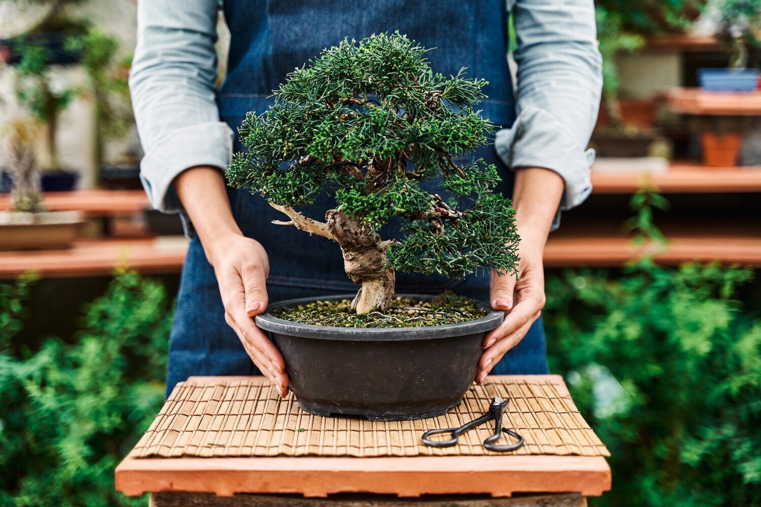 Ein Bonsai wird auf einen kleinen Tisch gestellt.