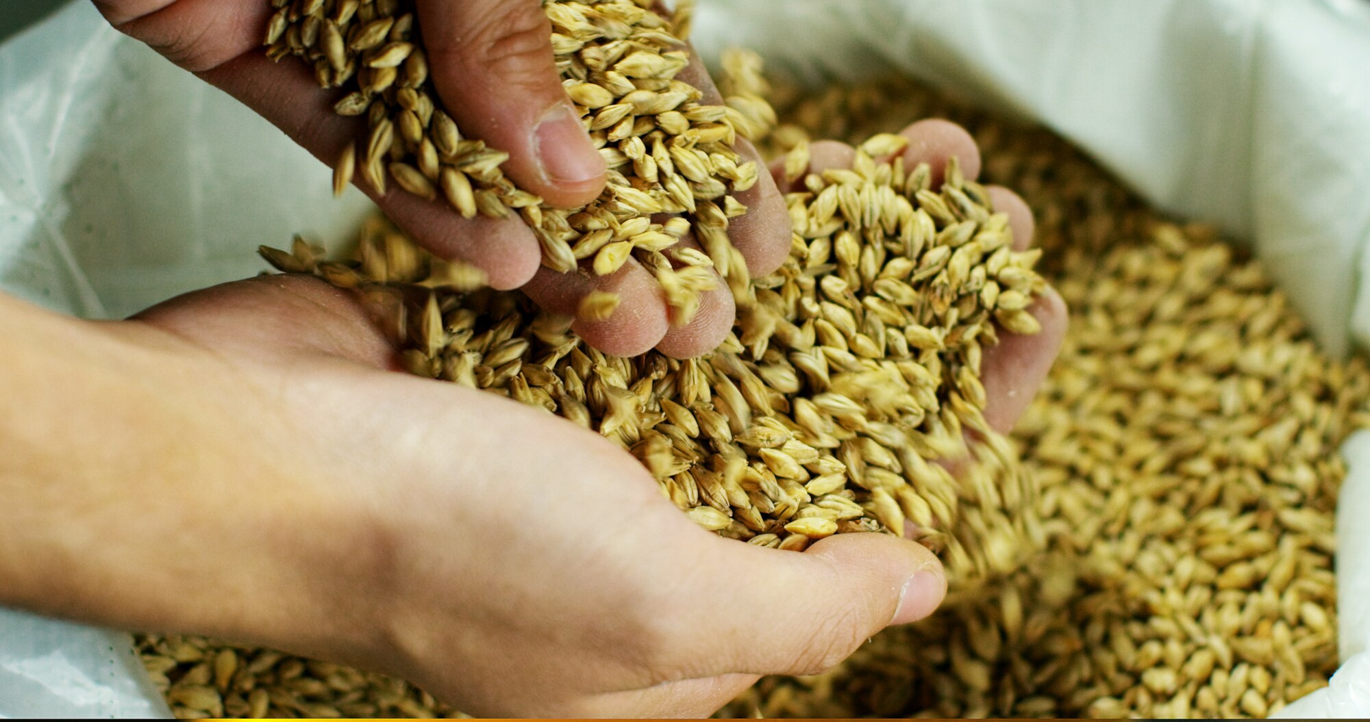 Durch zwei Hände gleitendes Malz über einem gefüllten Sack Malz