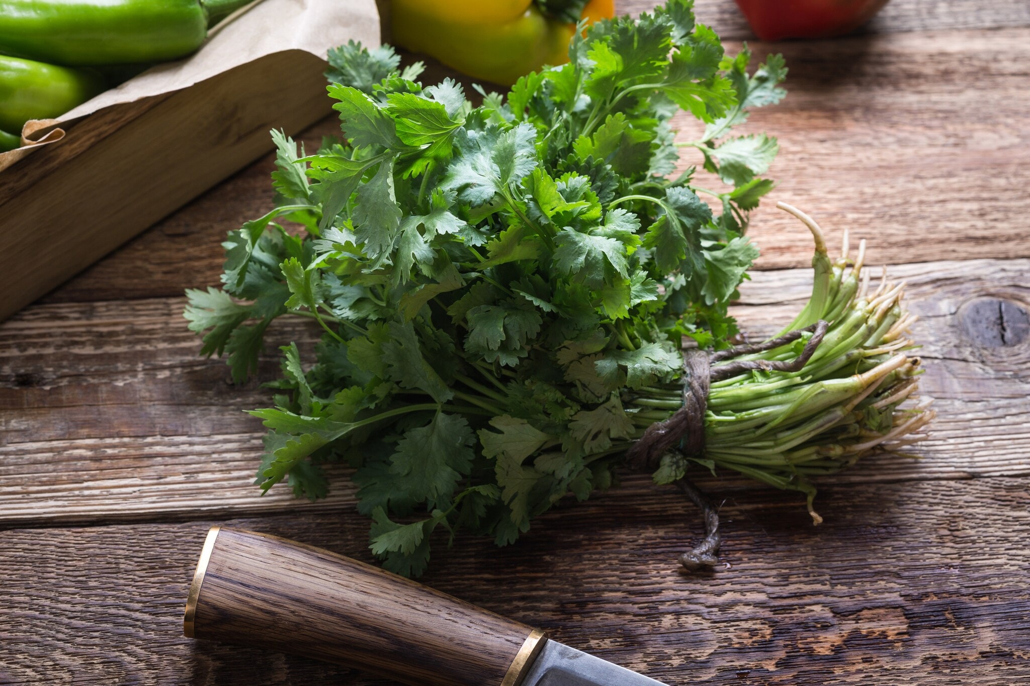 Ein Bund Koriander liegt auf einem dunklen Holzbrett Ein Bund Koriander liegt auf einem dunklen Holzbrett