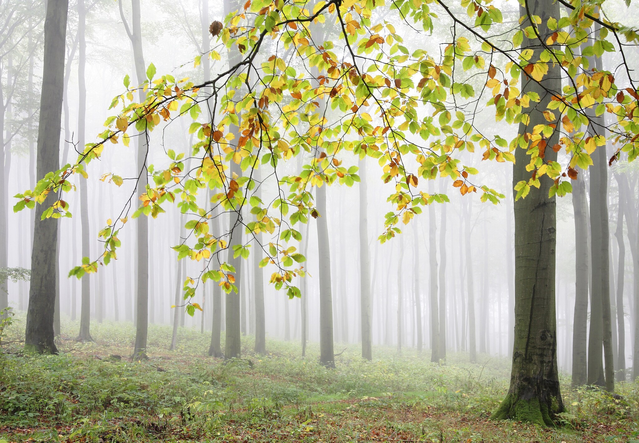 Ein Baum mit herbstlich verfärbten Blättern in einem vernebelten Wald.