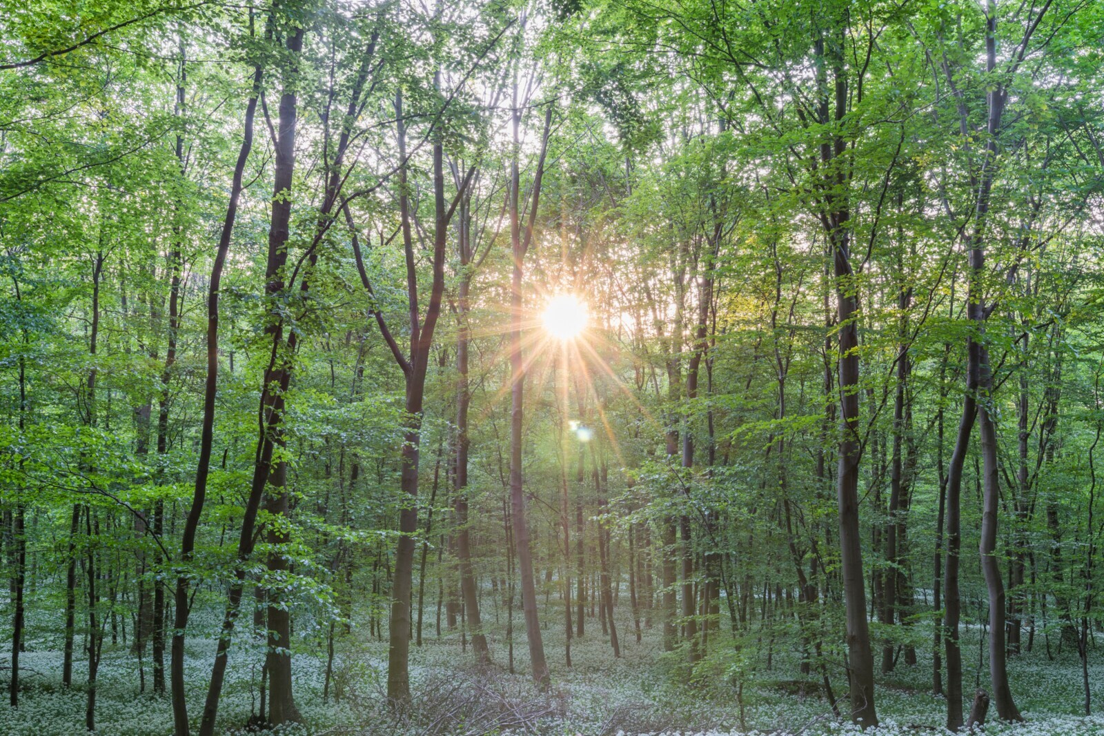 Viele Bäume in einem Wald, durch den die Sonne scheint