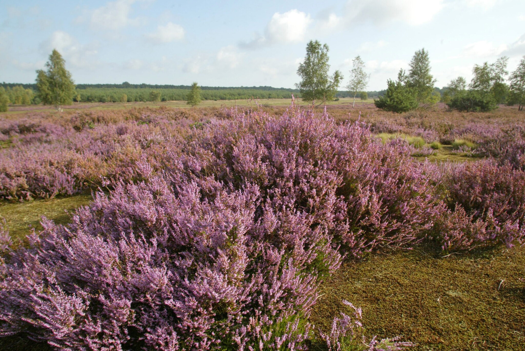 Blühendes Heidekraut