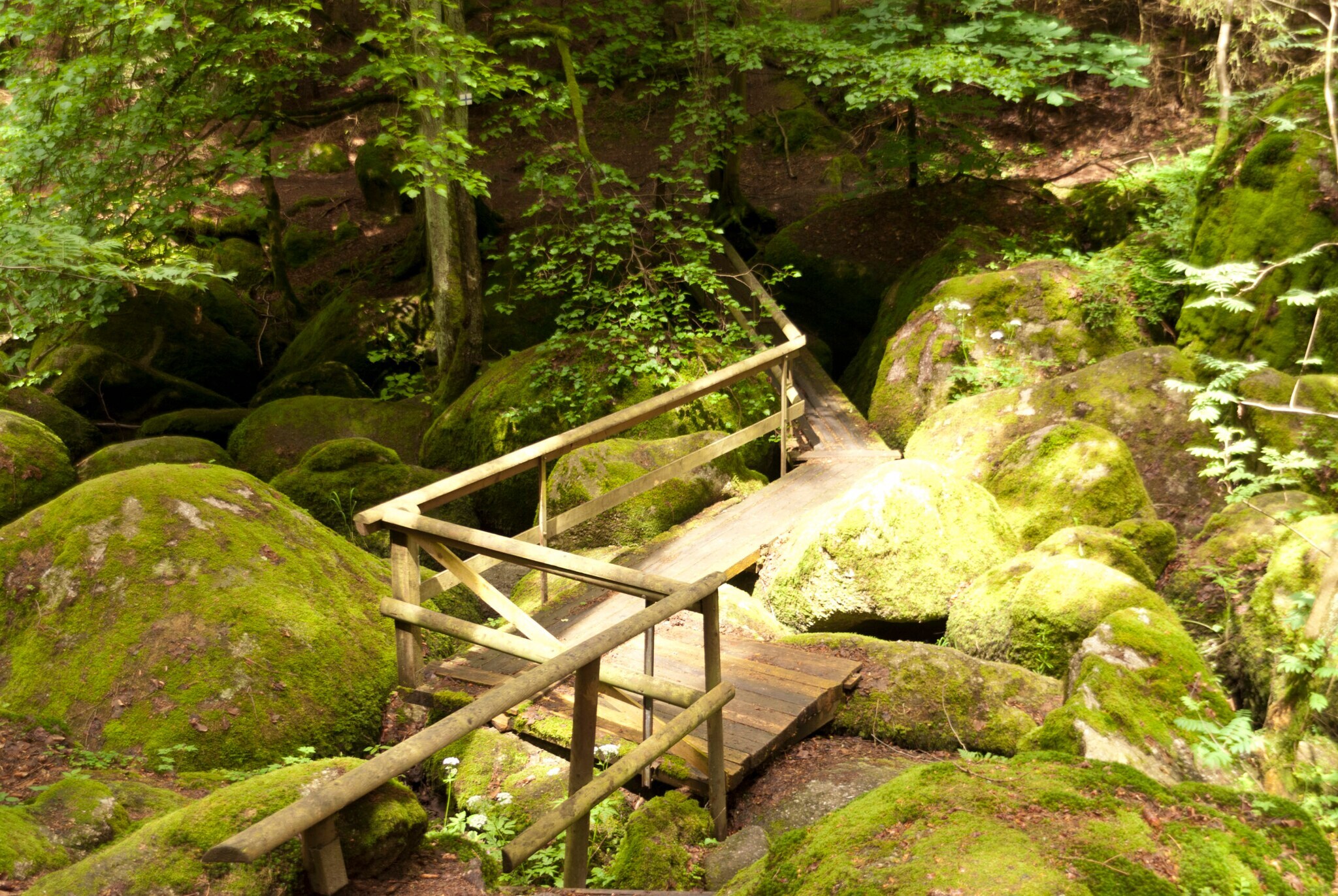 Eine Holzbrücke im Naturschutzgebiet Doost in Bayern