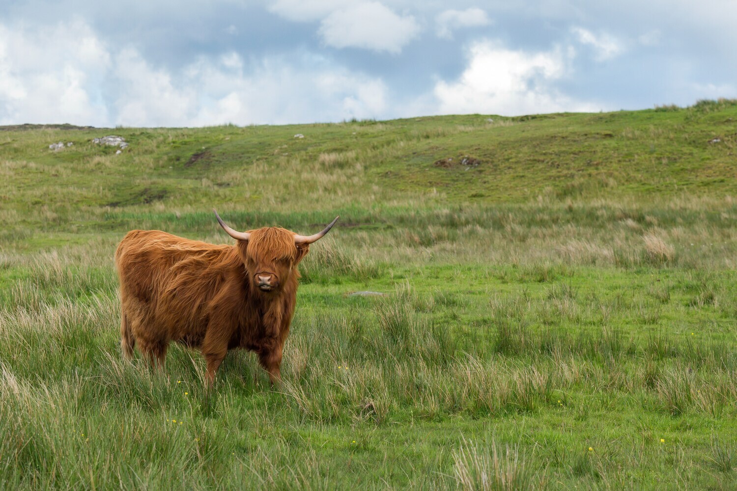 Ein Galloway Rind auf einer großen Wiese