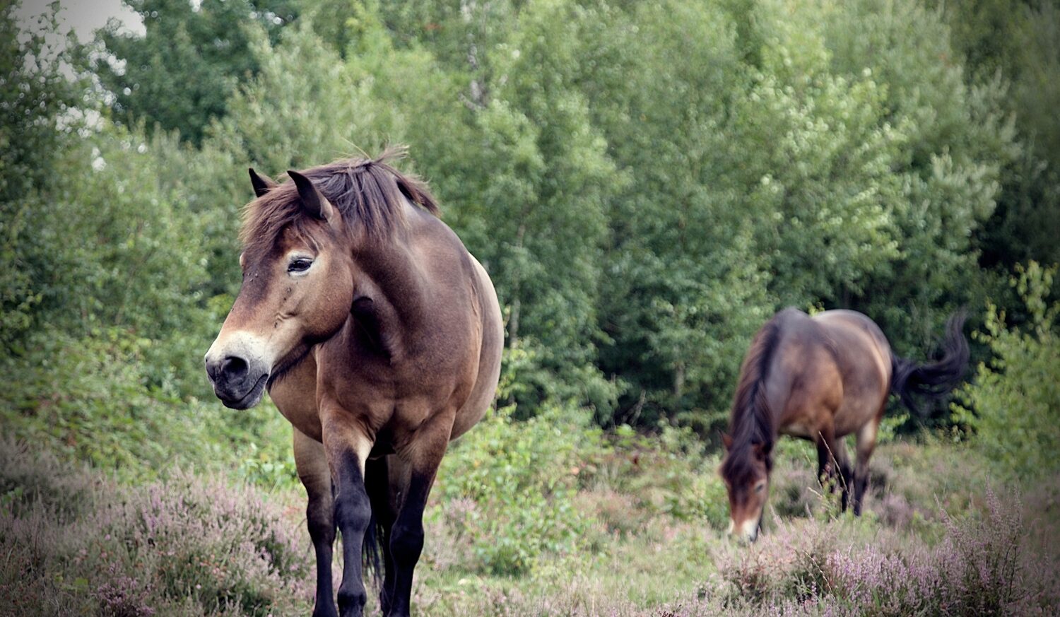 Zwei braune Ponys vor einem Wald