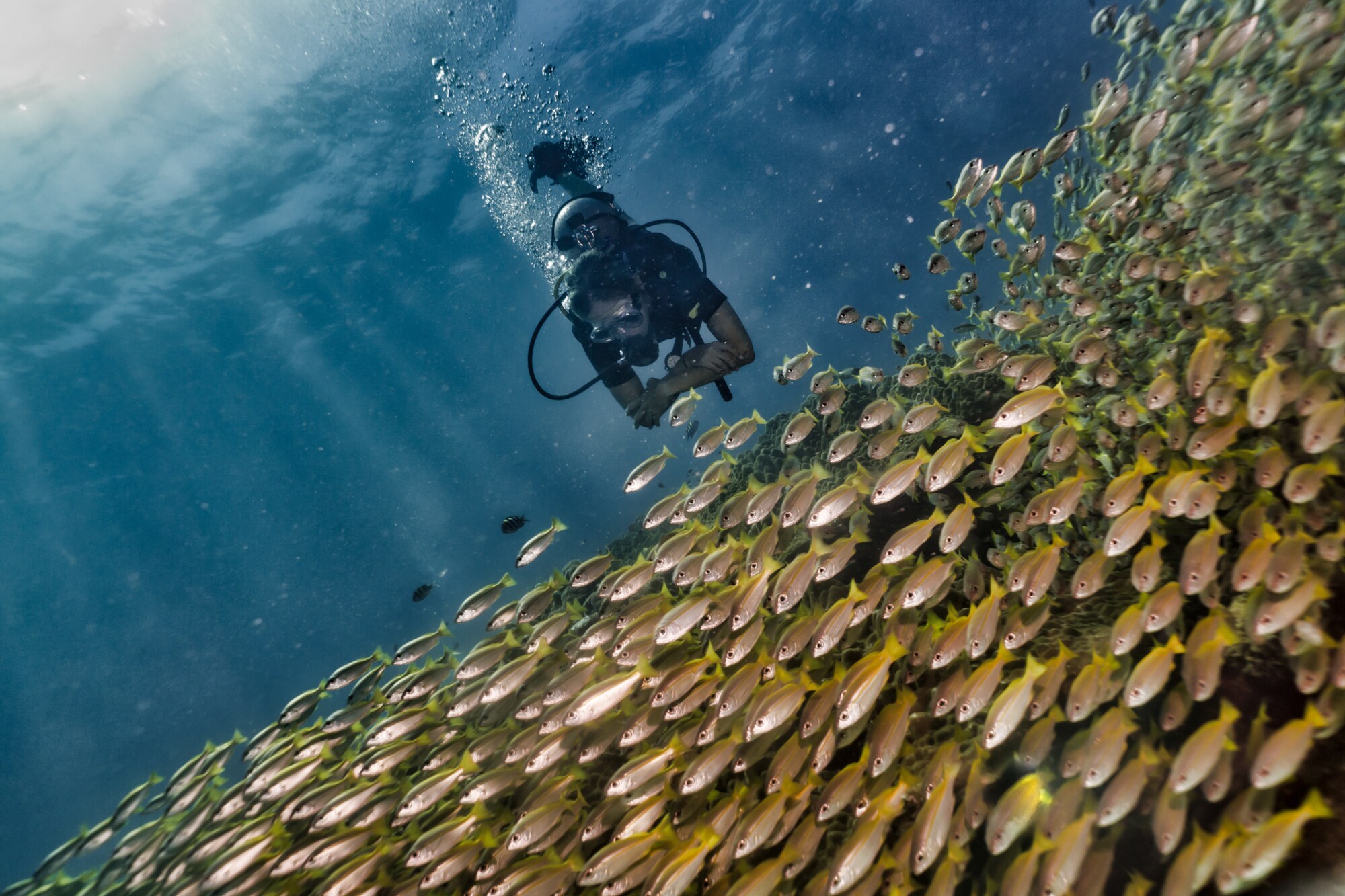 Eine Person taucht im Meer, vor ihr ein großer Fischschwarm Eine Person taucht im Meer, vor ihr ein großer Fischschwarm