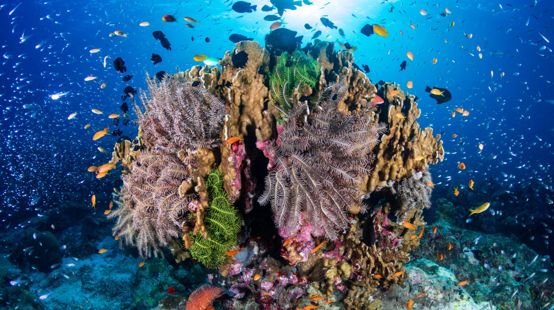 Eine bunte Koralle im Meer