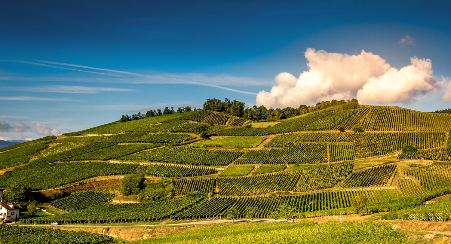 Eine Straße am Fuße eines Weinberges. Eine Straße am Fuße eines Weinberges.