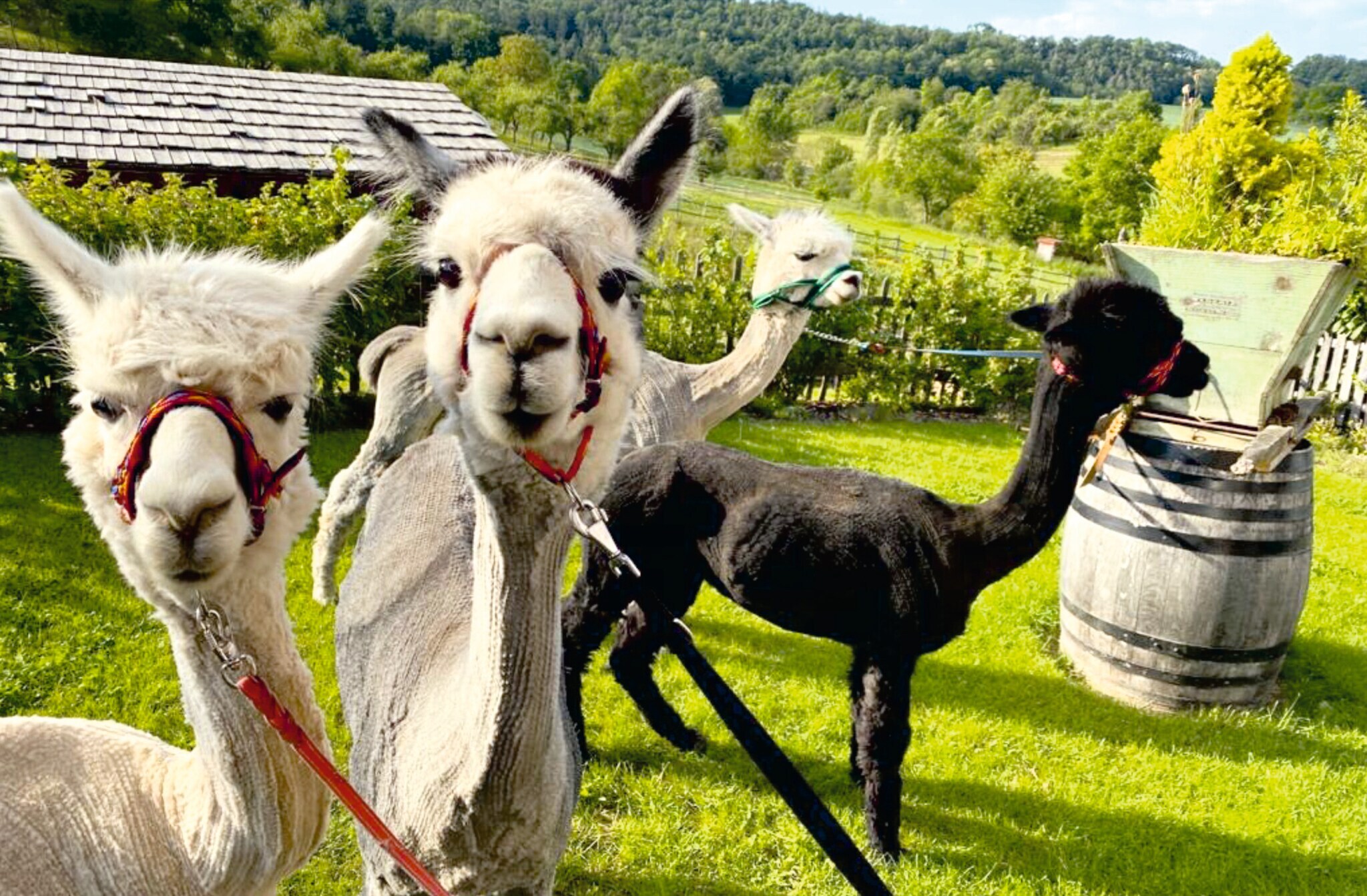 Alpakas auf einer grünen Wiese.