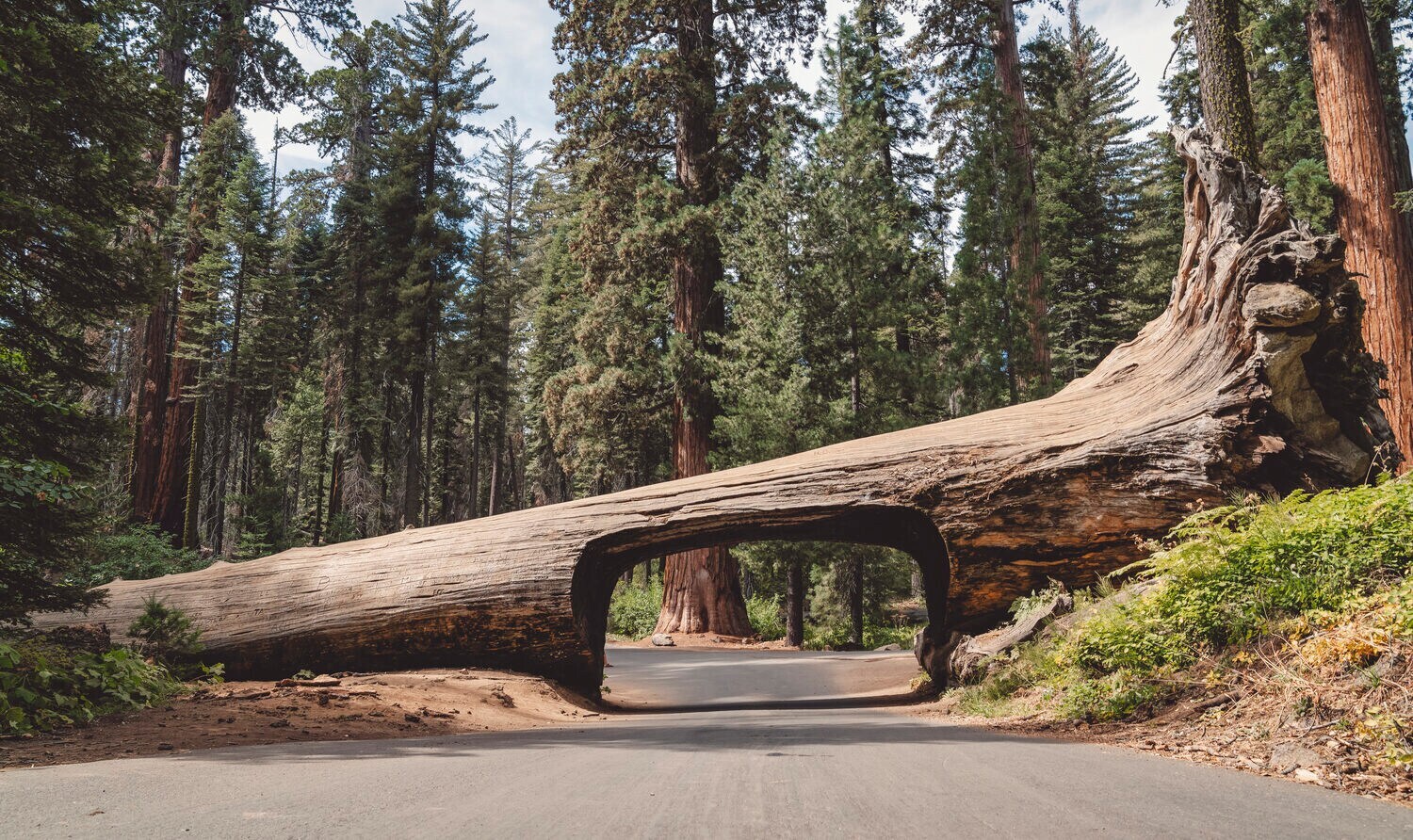In einen umgestürzten Mammutbaum wurde ein Tunnel für Autos ausgeschnitten.