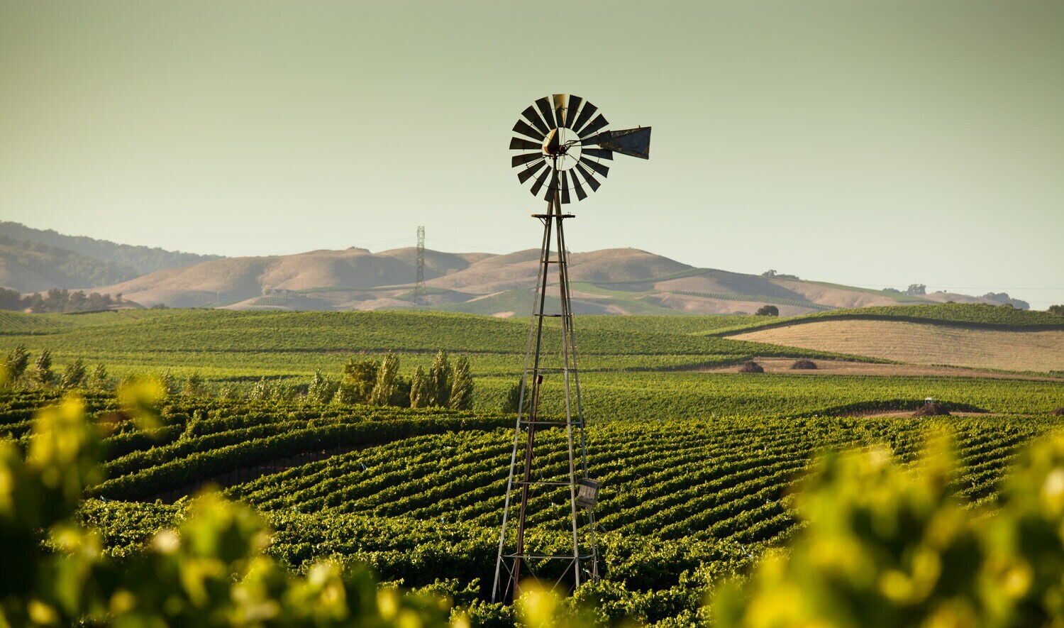 Weinberge mit einer Windmühle in Kalifornien.