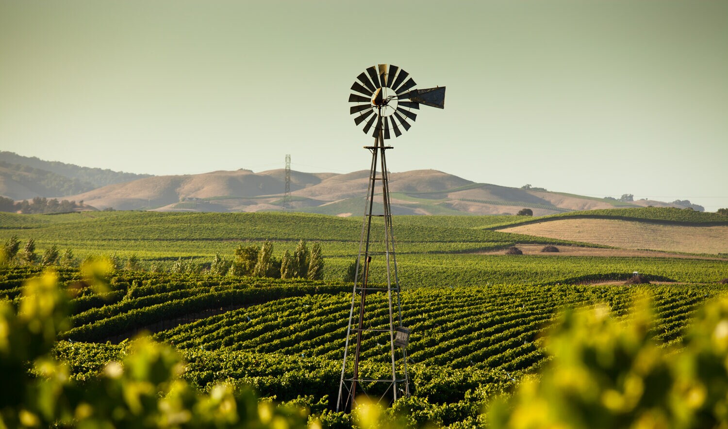 Weinberge mit einer Windmühle in Kalifornien. Weinberge mit einer Windmühle in Kalifornien.
