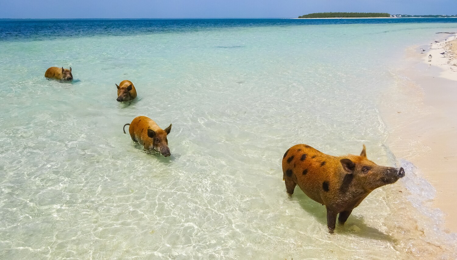 Am Strand von Big Major Cay sind vier Schweine im Wasser.