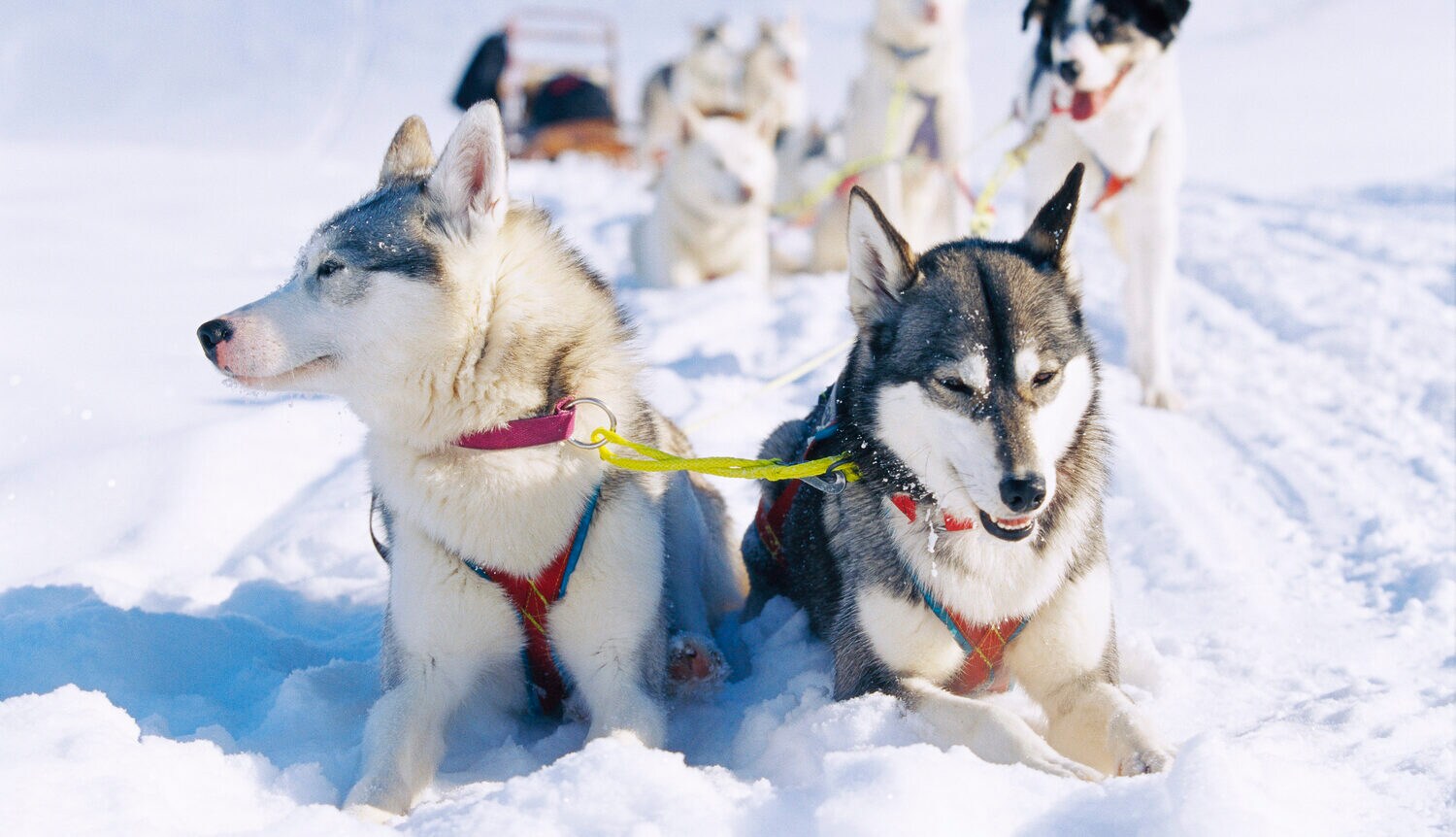 Hunde vor einem Schlitten ruhen sich aus.