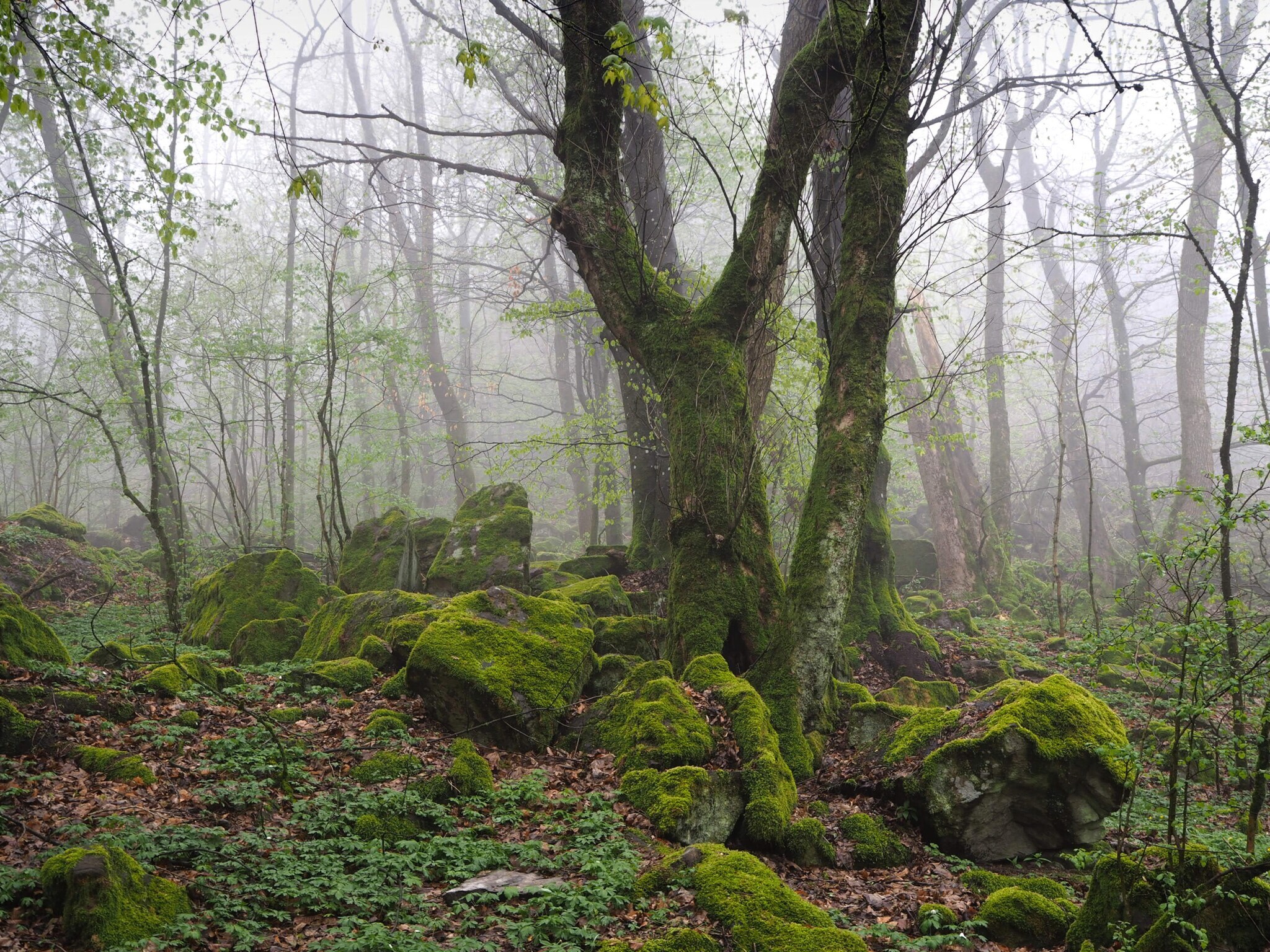 Mit Moos überzogene Bäume und Felsbrocken in einem nebligen Wald in der Rhön.