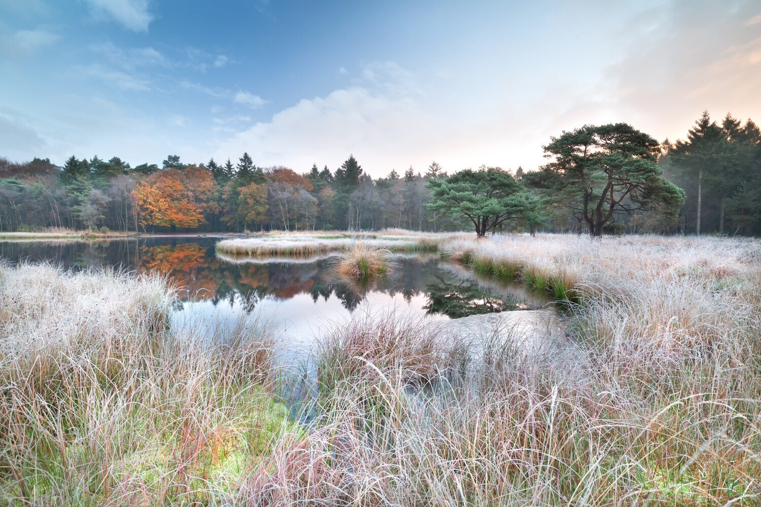 Eine Moorlandschaft mit Gräsern im Herbst.