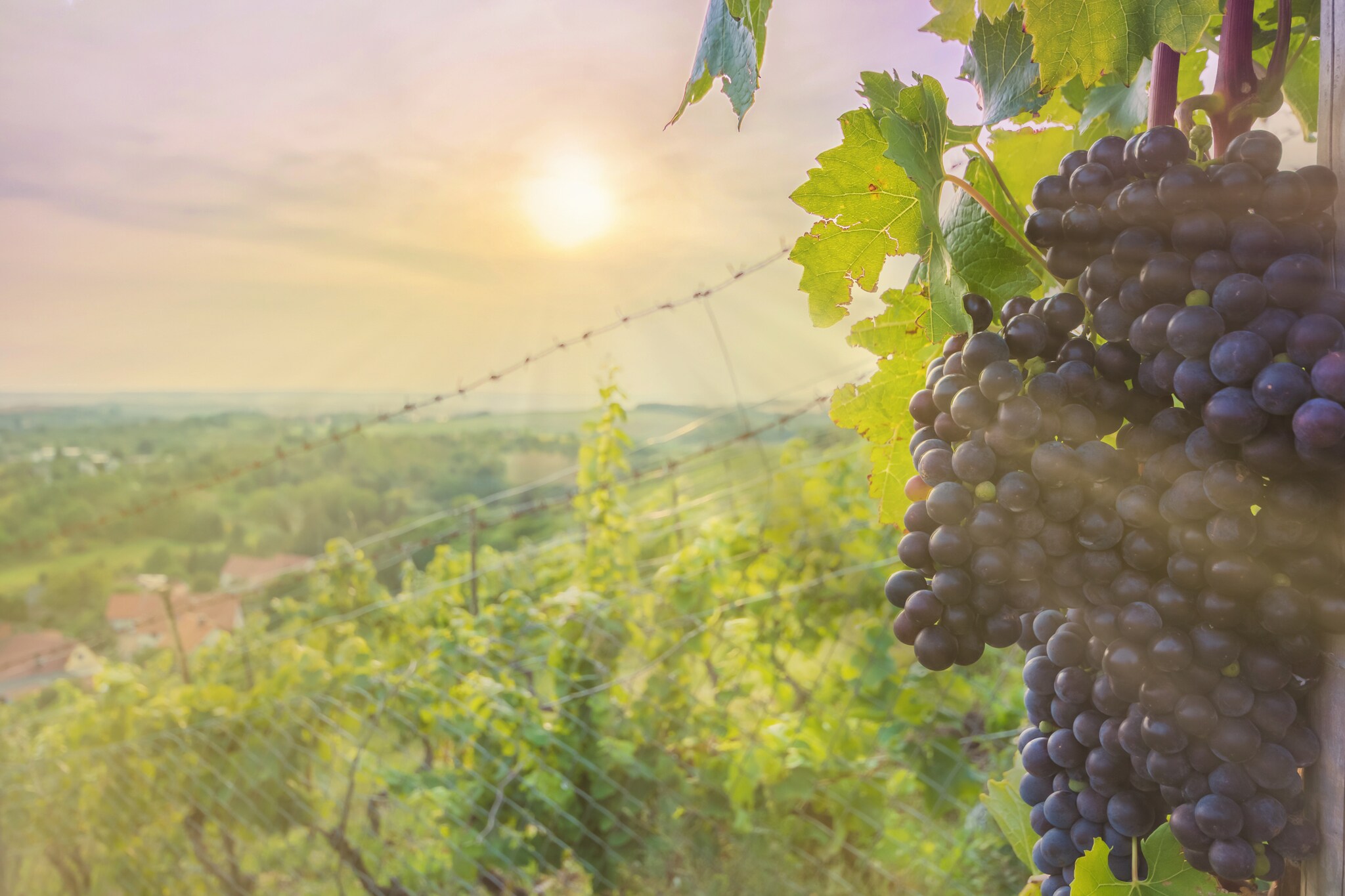 Trauben des Blauen Portugieser werden von der Sonne angestrahlt.