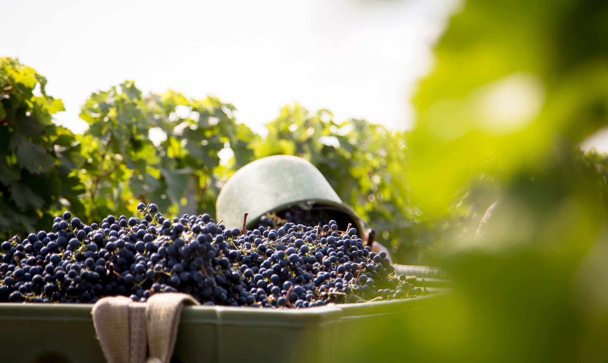 Ernte von roten Trauben in einer eckigen Wanne.