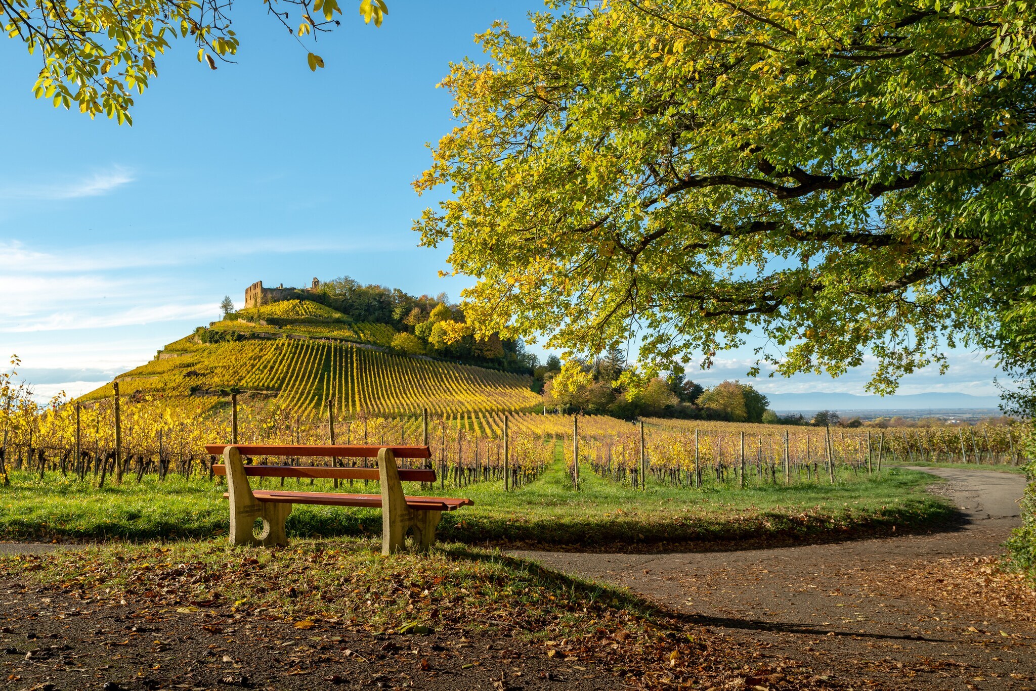 Burgruine Staufen auf einer Anhöhe, die mit Weinreben bewachsen ist.