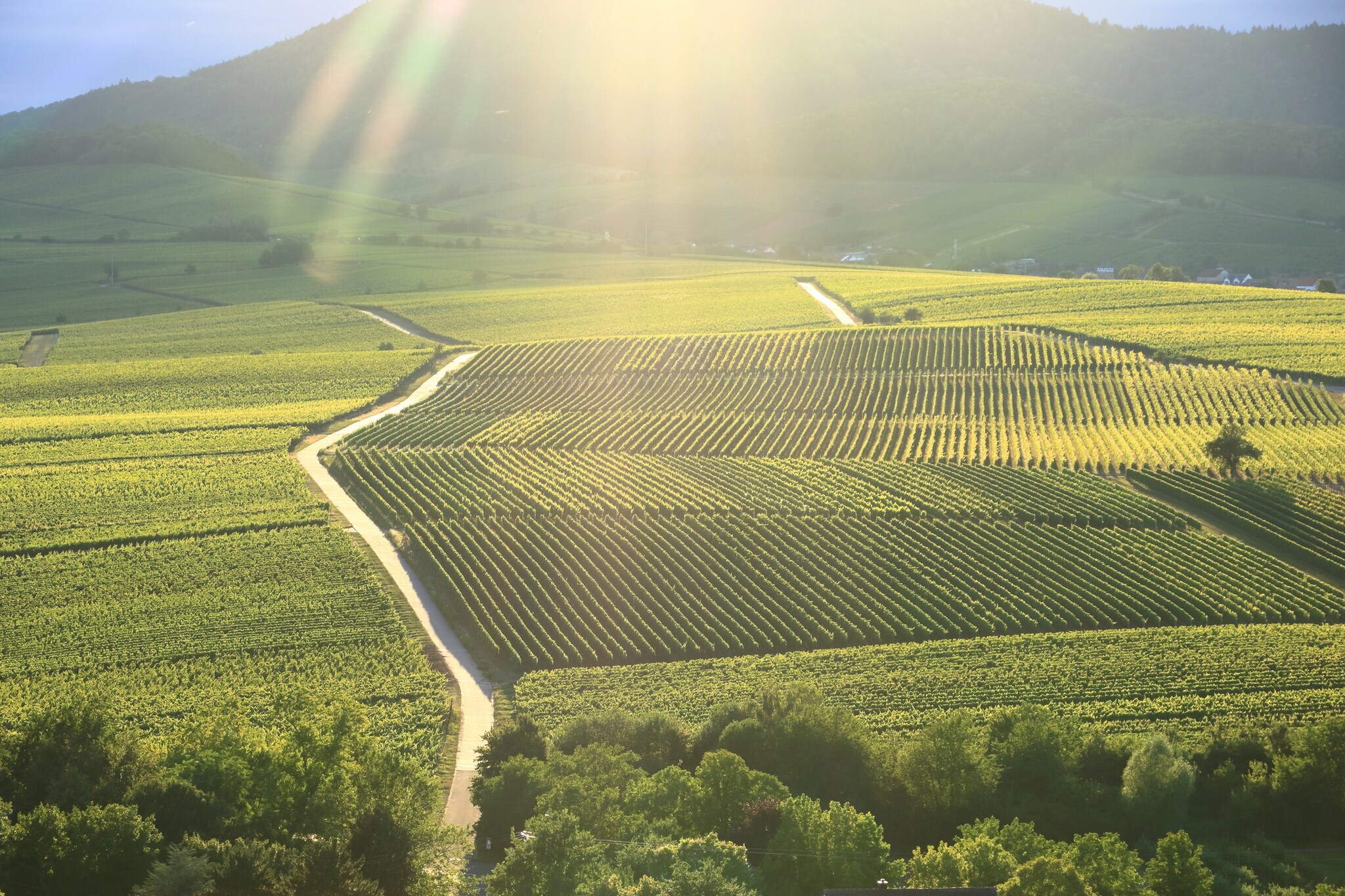 Weinreben in Reihen.