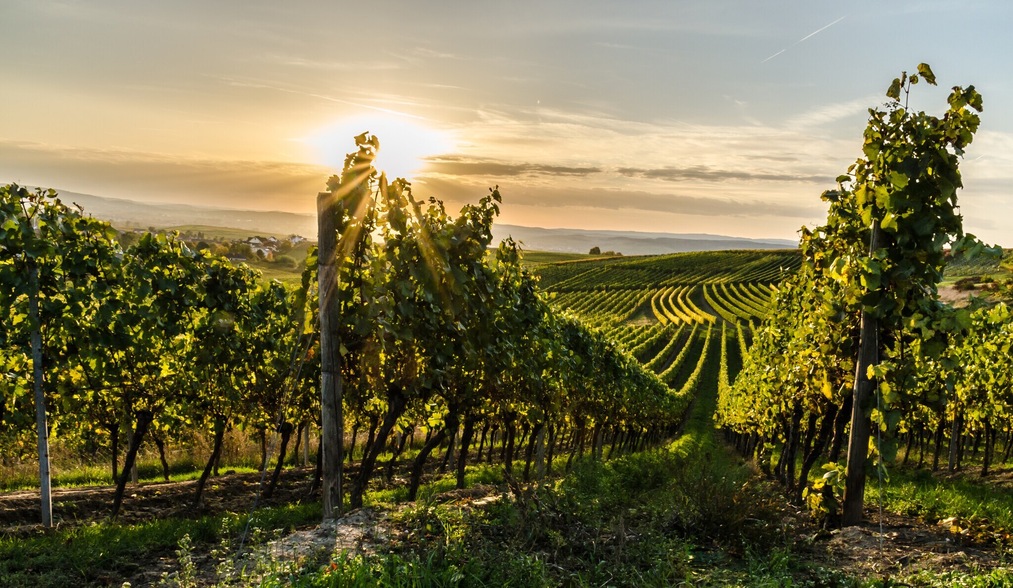 Weinberg in Rheinhessen bei Sonnenuntergang.