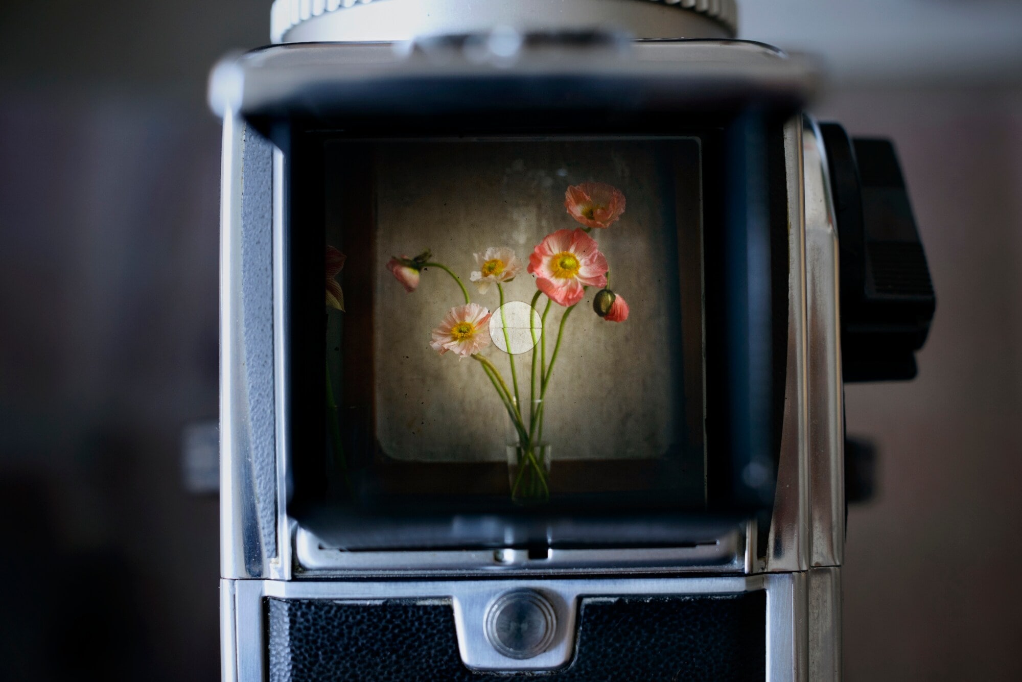 Eine Vase mit Blumen im Sucher einer alten Kamera Eine Vase mit Blumen im Sucher einer alten Kamera