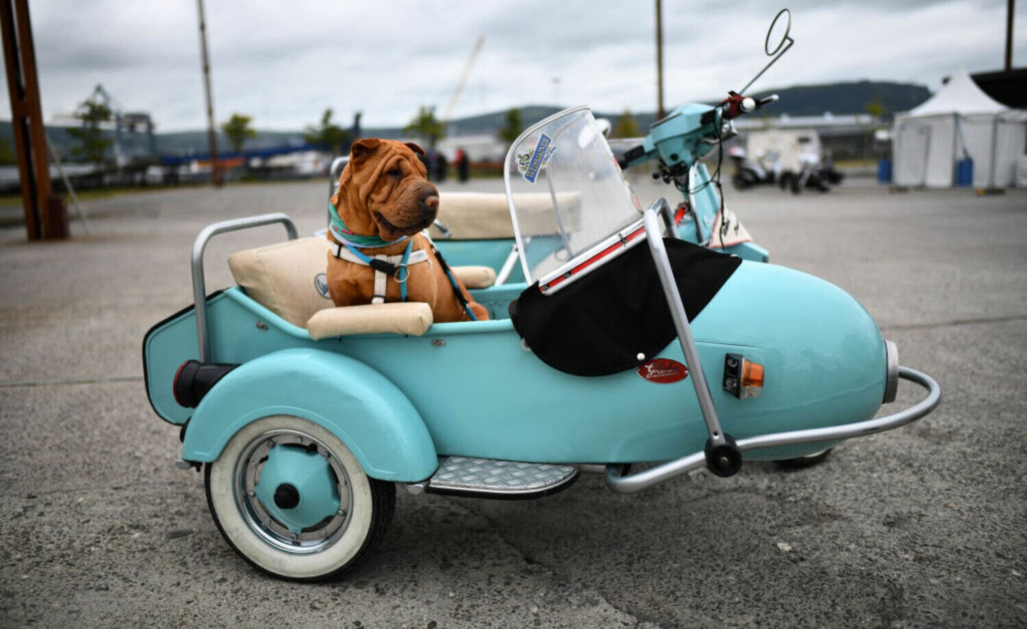 Ein Hund sitzt in einem türkisfarbenen Vespa-Beiwagen
