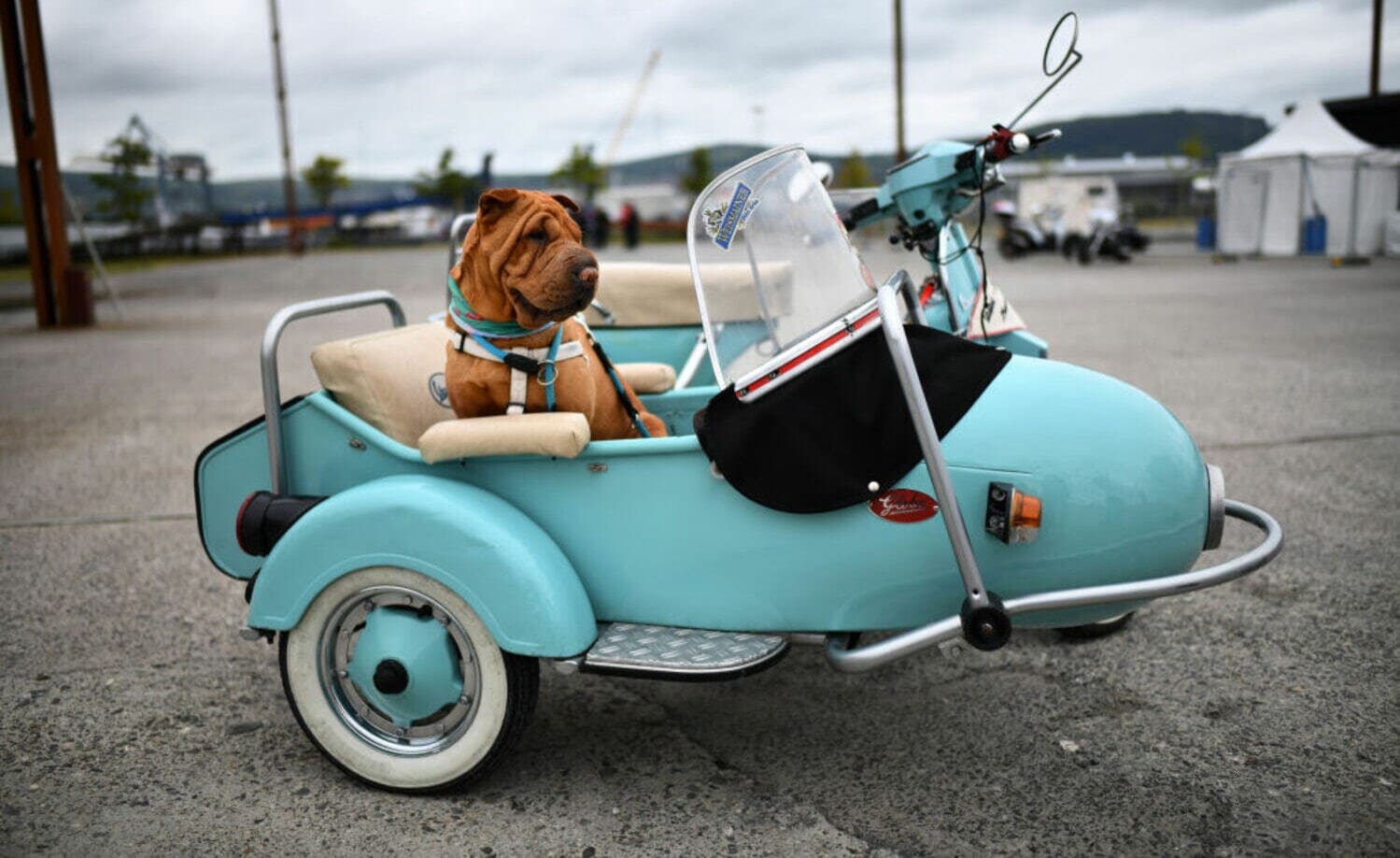 Ein Hund sitzt in einem türkisfarbenen Vespa-Beiwagen Ein Hund sitzt in einem türkisfarbenen Vespa-Beiwagen